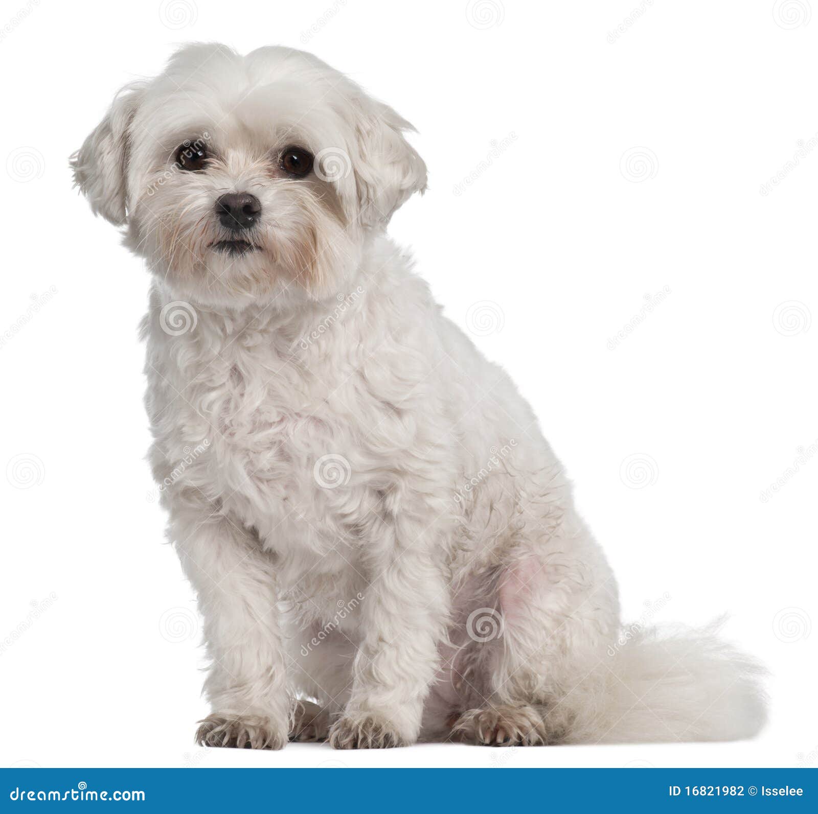 coton de tulear, 7 years old, sitting