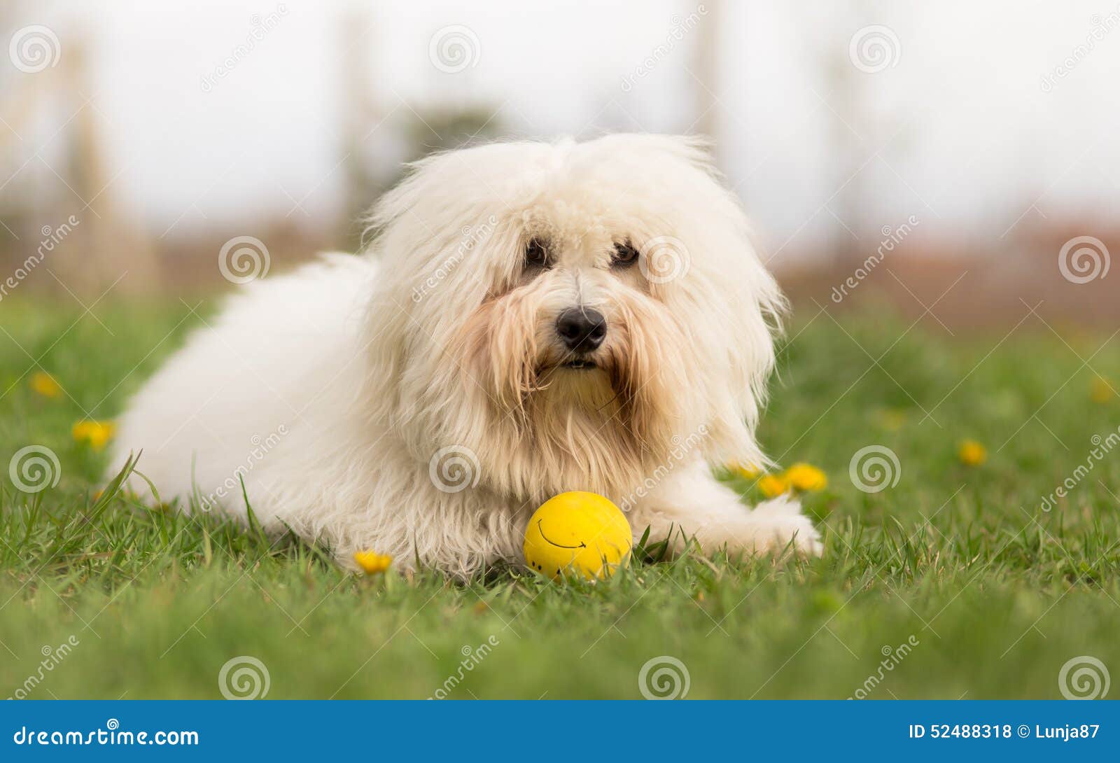 coton de tulear dog