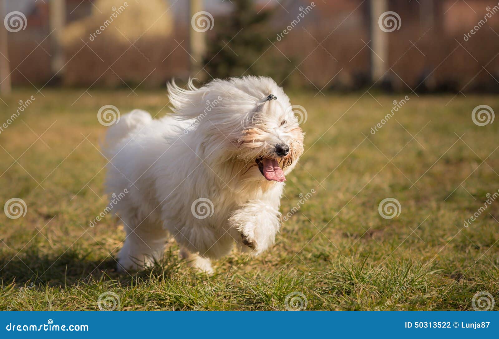 Coton de Tulear stock photo. Image of cute, cotton, portrait 50313522