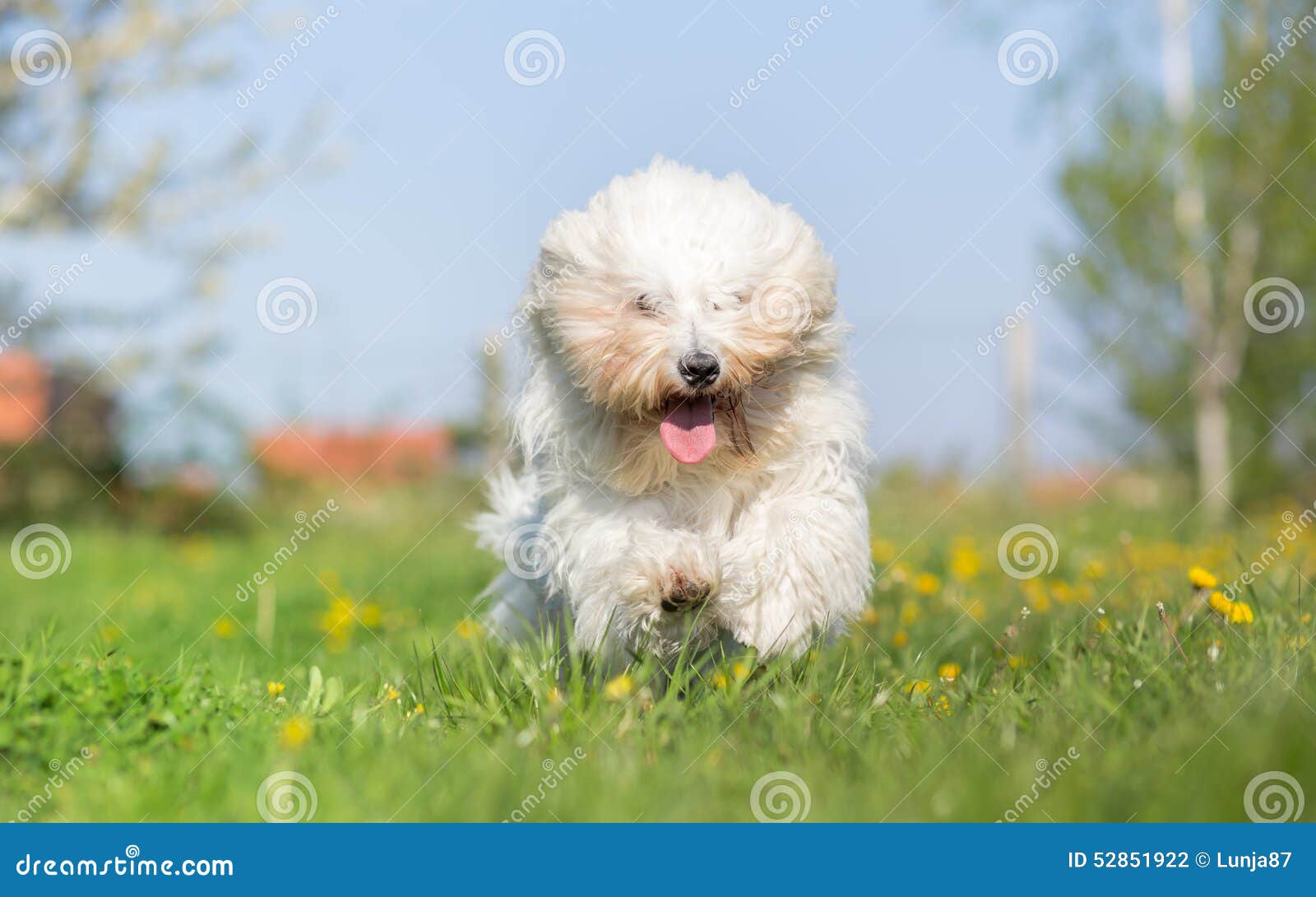 Coton de tulear dog run stock photo. Image of cute, cuddly 52851922