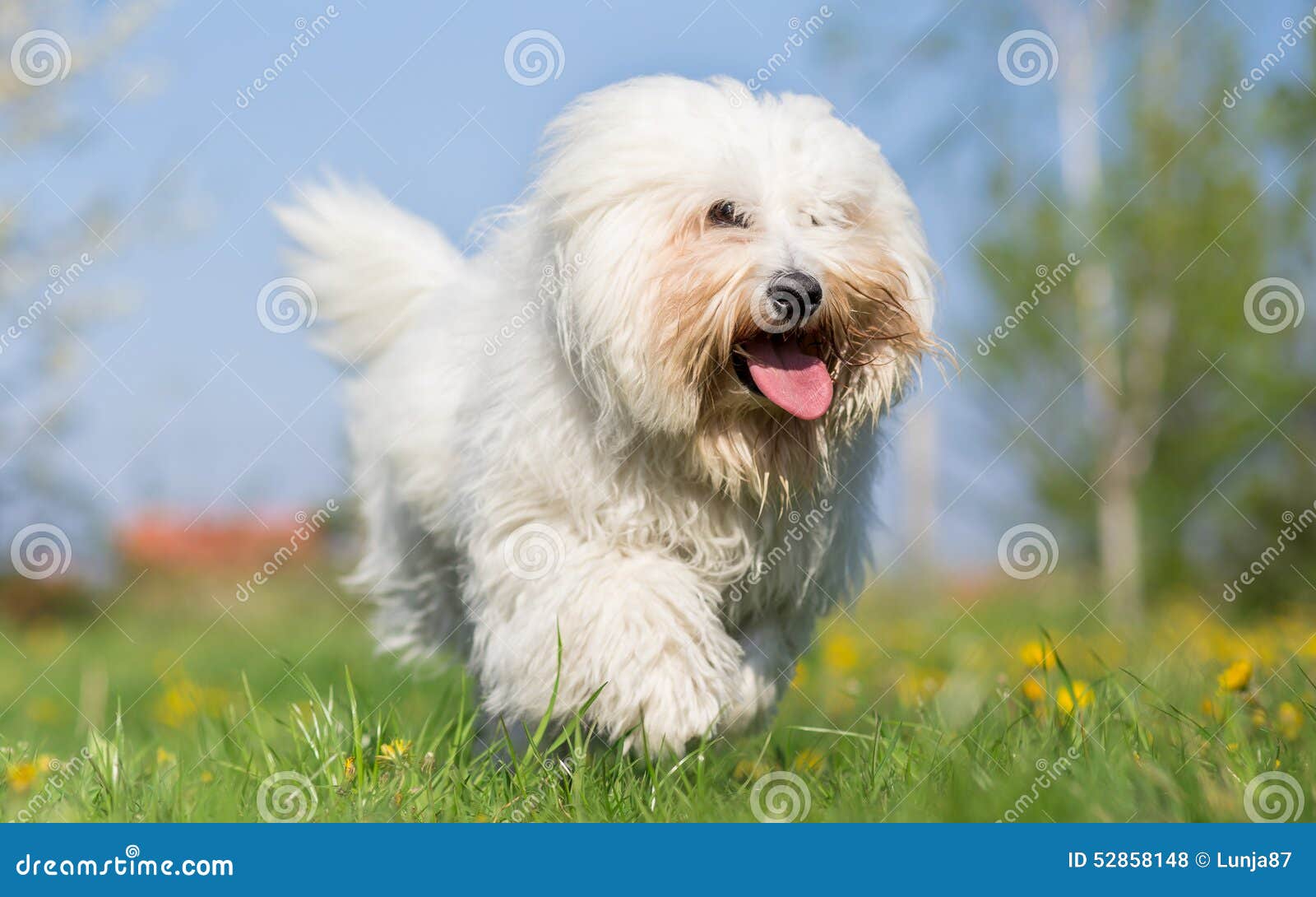 coton de tulear dog run in spring