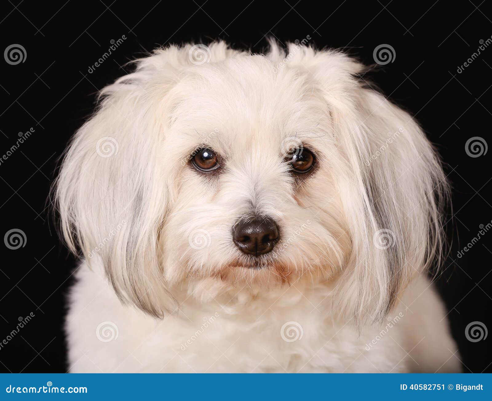 coton de tulear dog