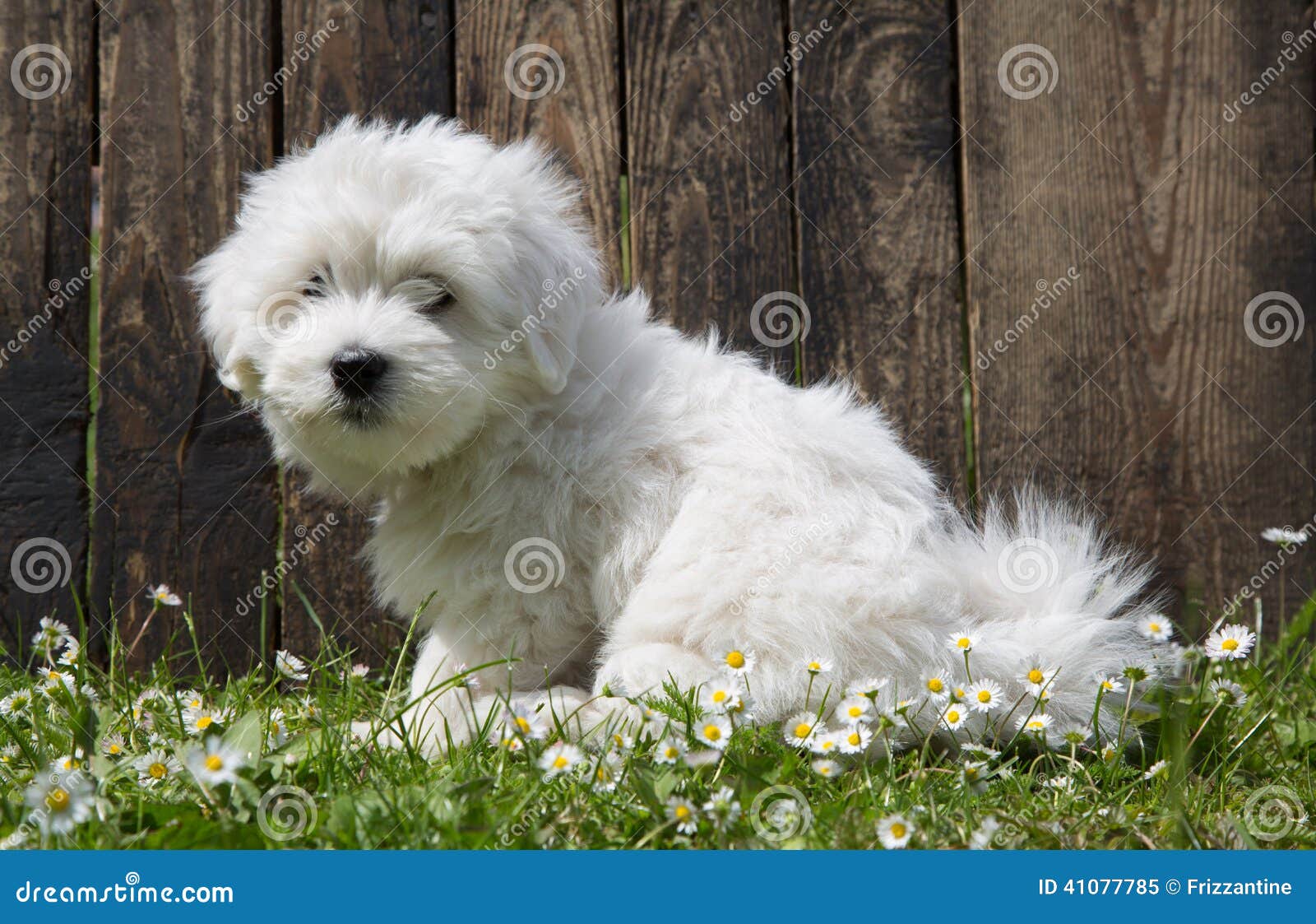 Coton De Tulear Poursuivez Le Portrait De Bebe Chiot Se Reposant A Garde Image Stock Image Du Museau Canin