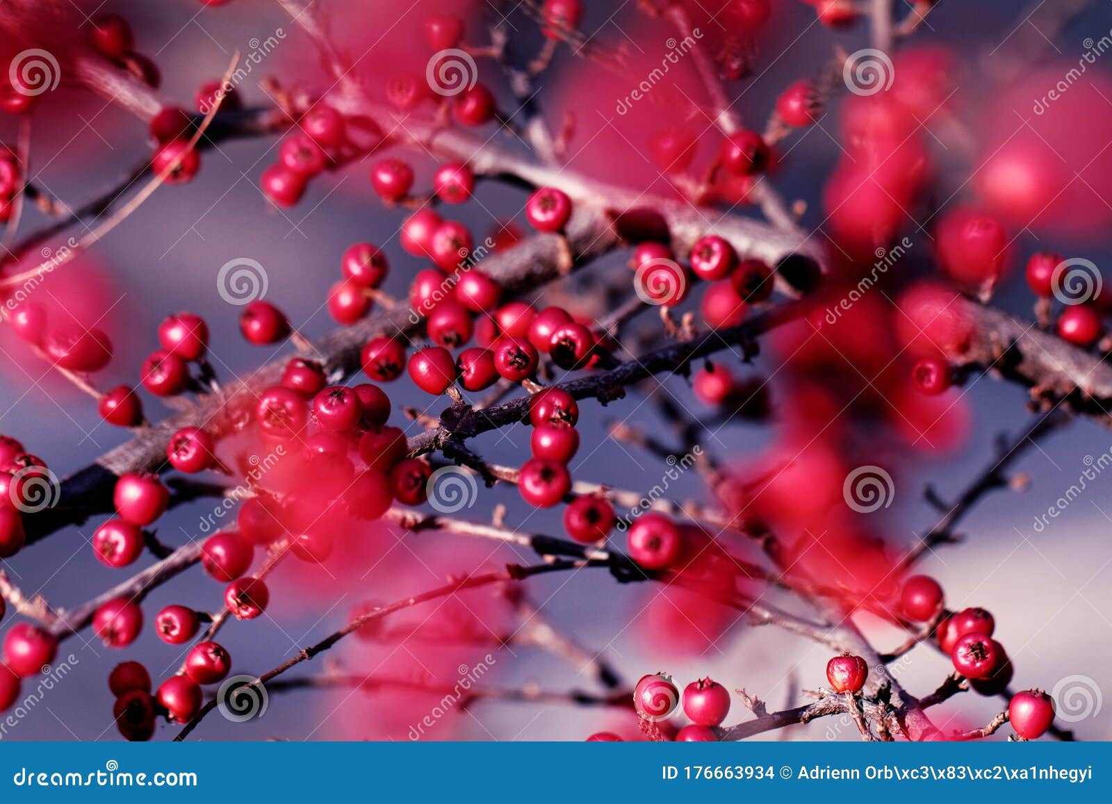 Cotoneaster Bush -detail Photo Stock Photo - Image of magenta, berries ...