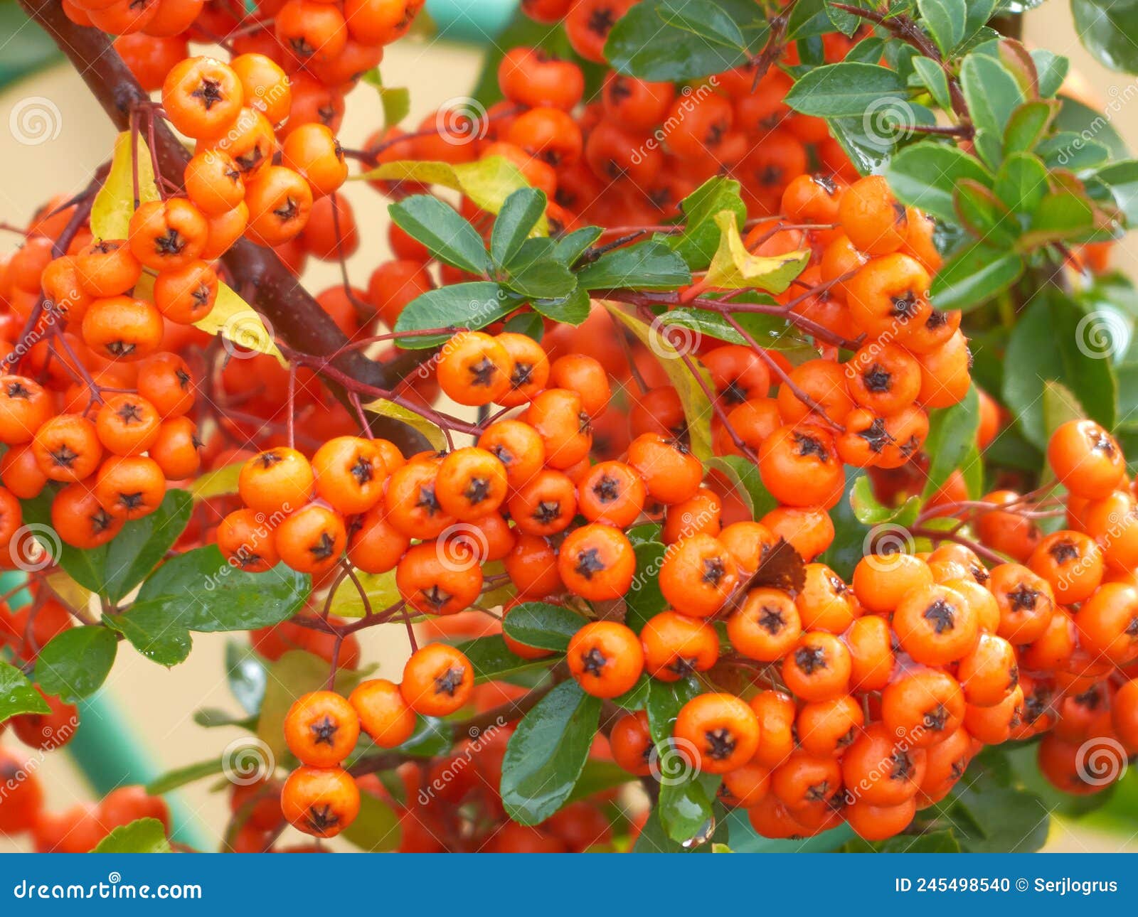 Cotoneaster Bush. Red Berries on the Bush Stock Photo Image of fruit