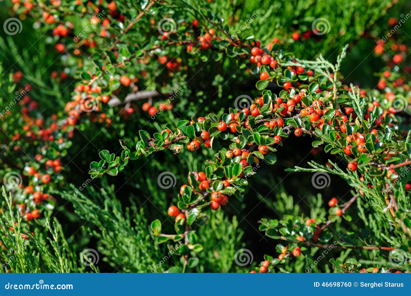 Cotoneaster Bush stock photo. Image of horizontalis, garden 46698760