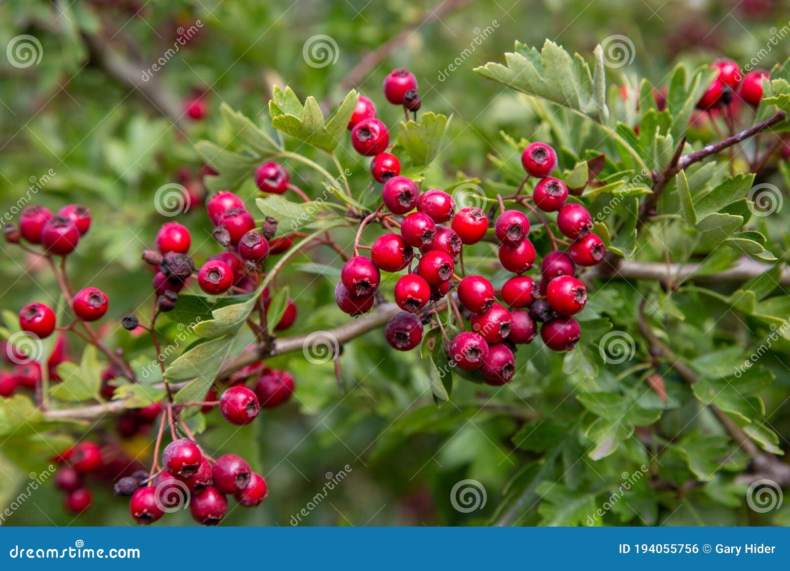 Hawthorn Hedge Plants Showing Red Berries Stock Photo Image of