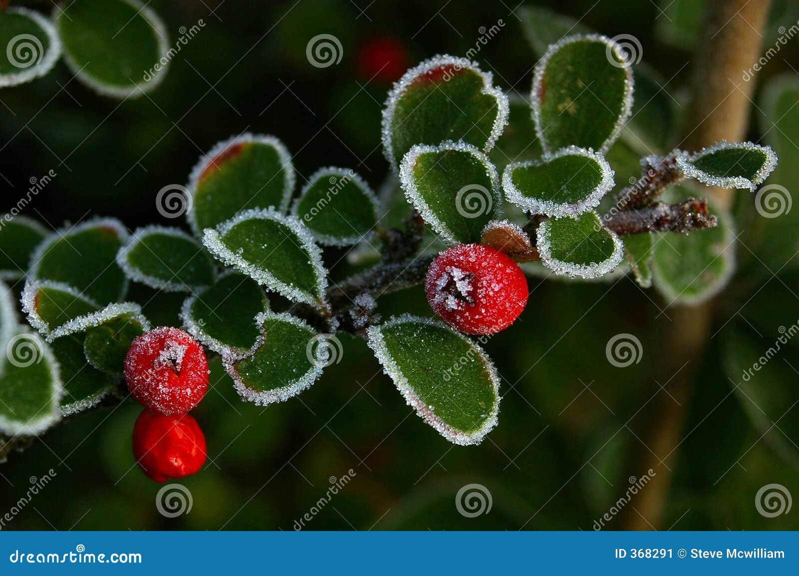 cotoneaster and ice 01