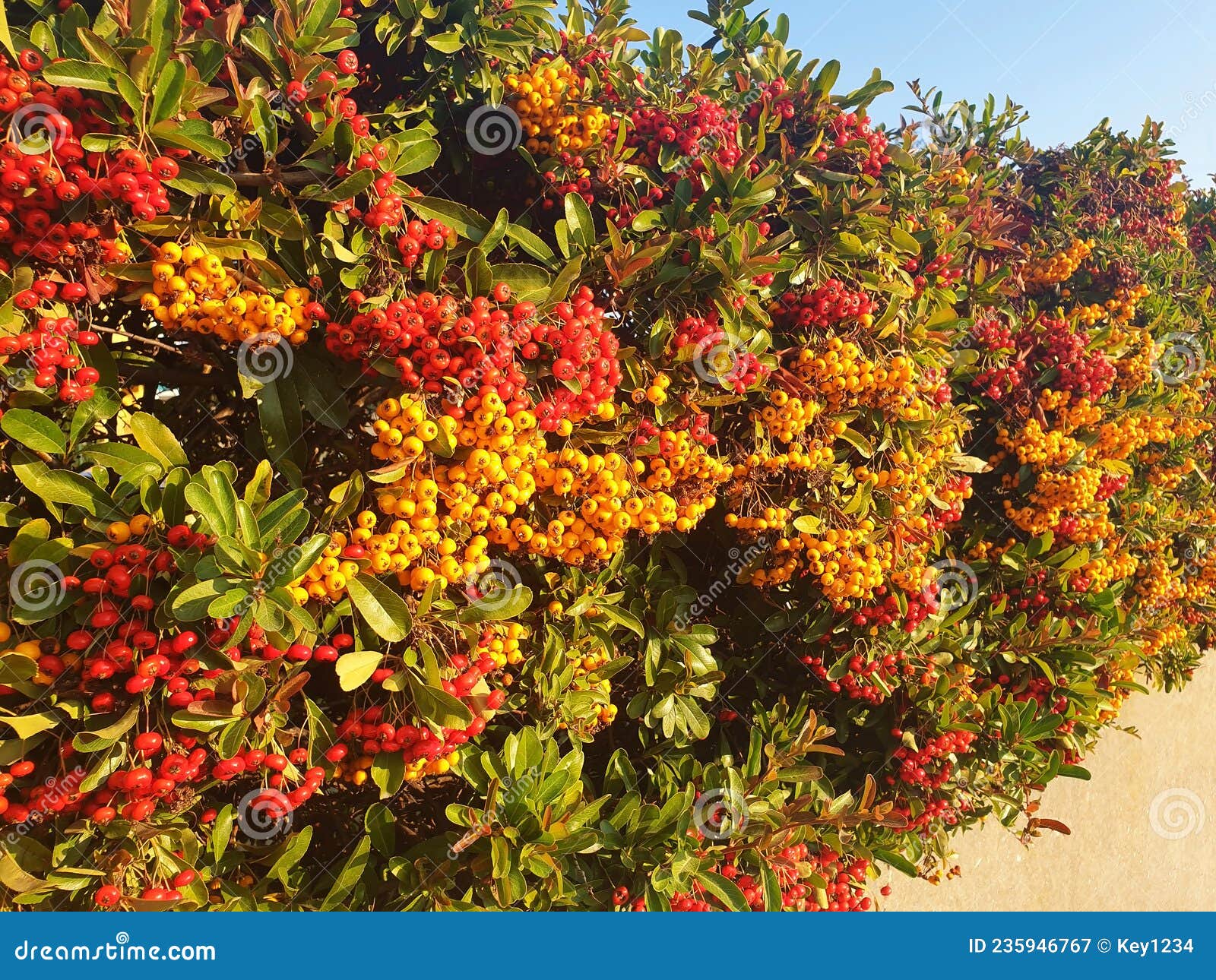 A Cotoneaster or Pyracantha Bush with Yellow and Red Berries Stock