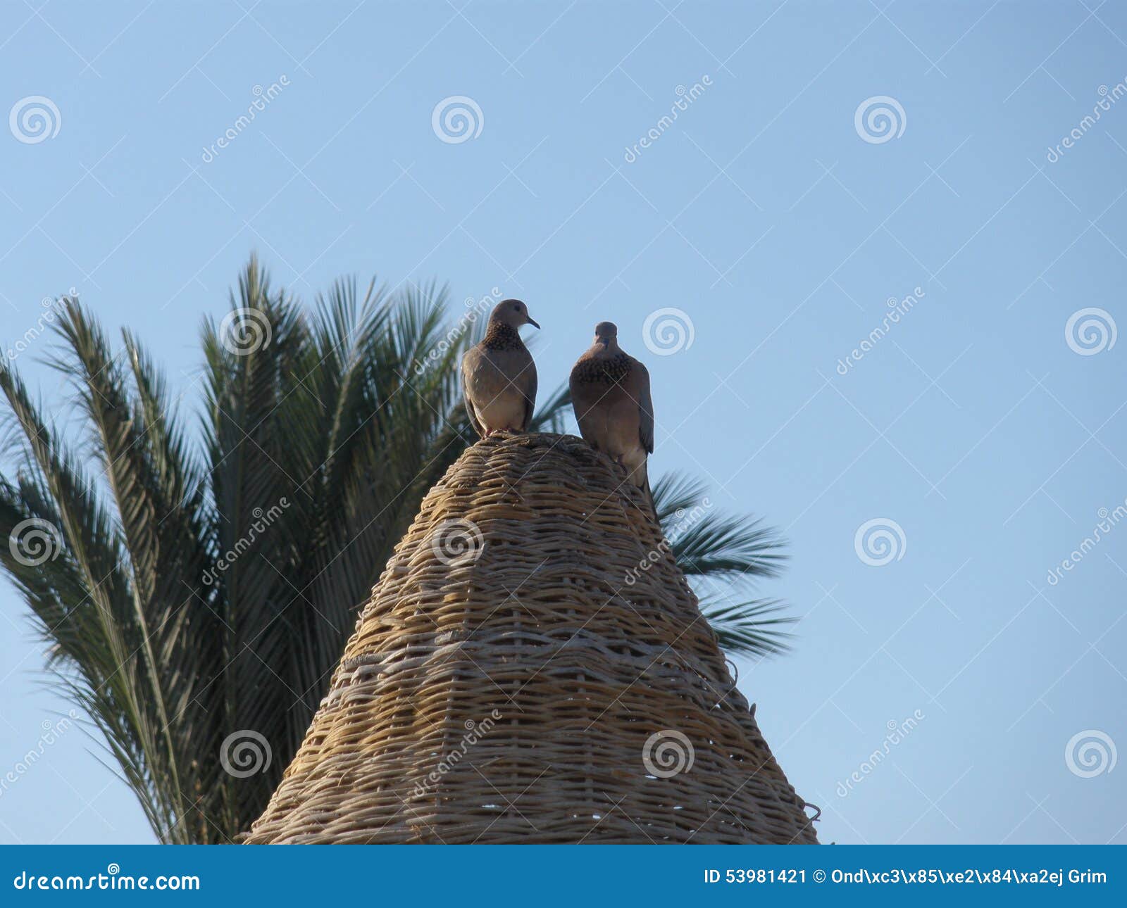 Cotorras rizadas en sombrilla. Cotorras rizadas que se sientan en sombrilla de madera