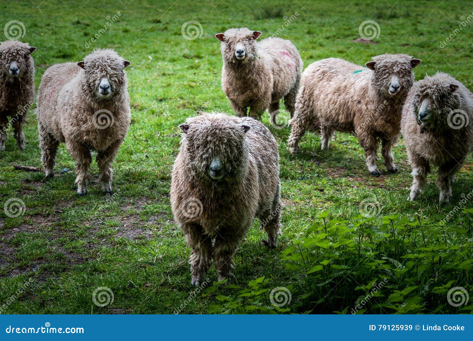 Cotswold sheep stock image. Image of sheep, farming, round 79125939