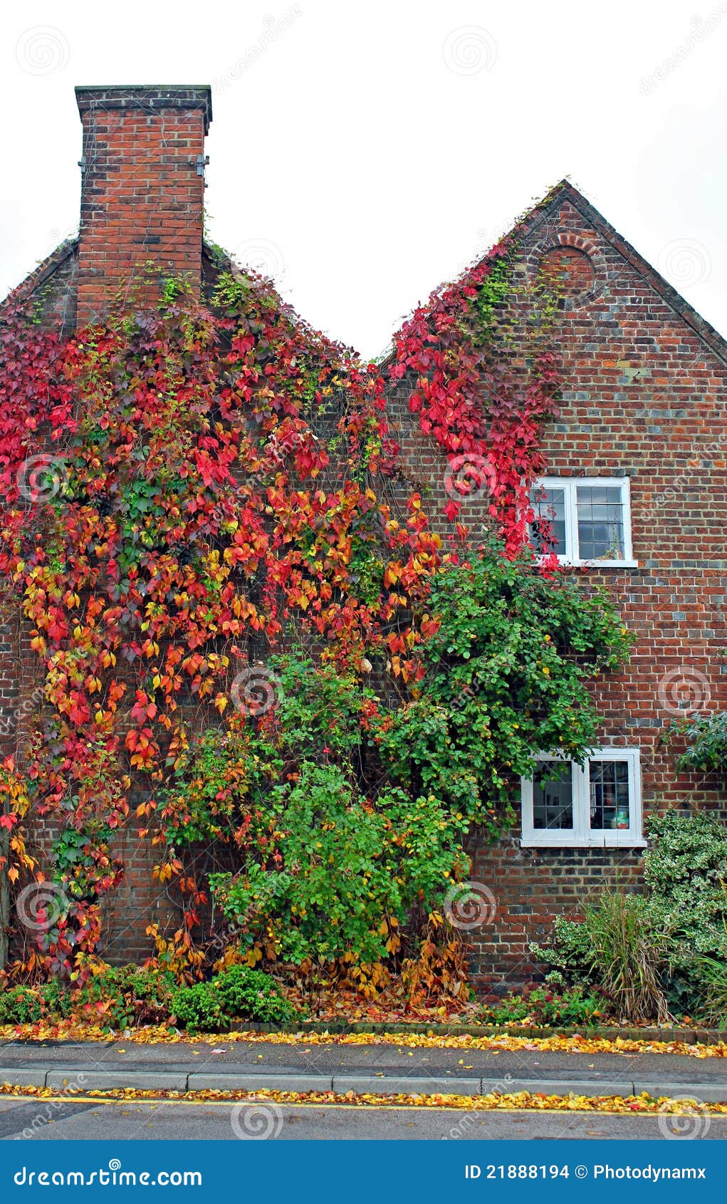 Cottage Covered in Virginia Creeper Stock Photo Image of climb, growing 21888194