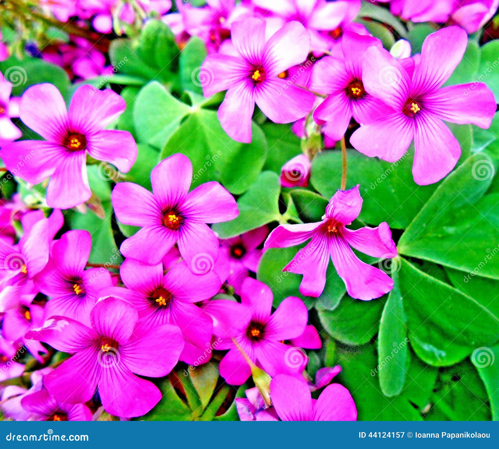Cottage Pink Wood Sorrel Oxalis Stock Image Image Of European Blossom Cottage Pink Wood Sorrel Oxalis Stock Image Image Of European Blossom