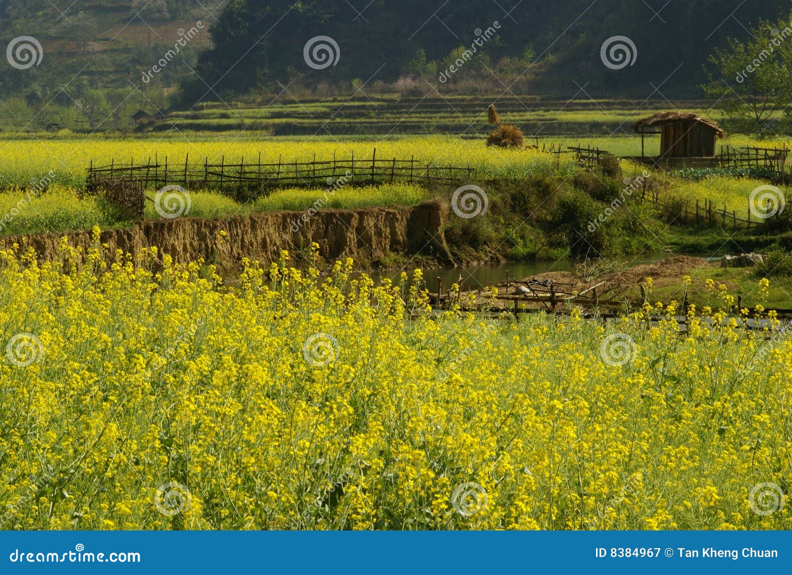 Cottage and Yellow Flower Farm Stock Image Image of yellow, rural