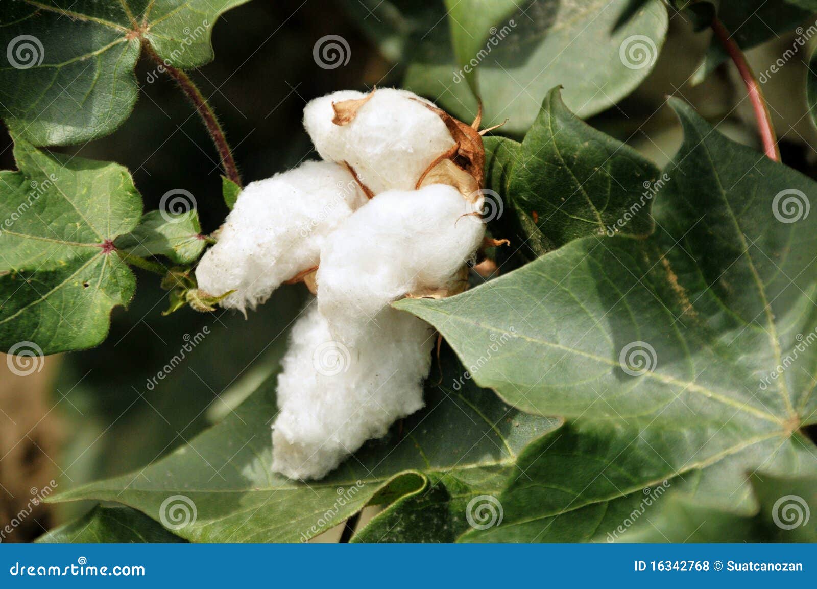 Cotton stock photo. Image of leaf, agriculture, white 16342768