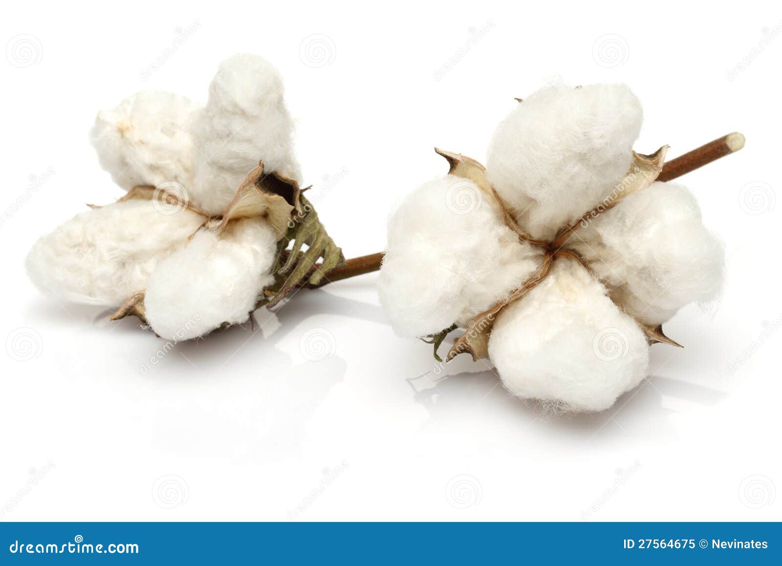 cotton