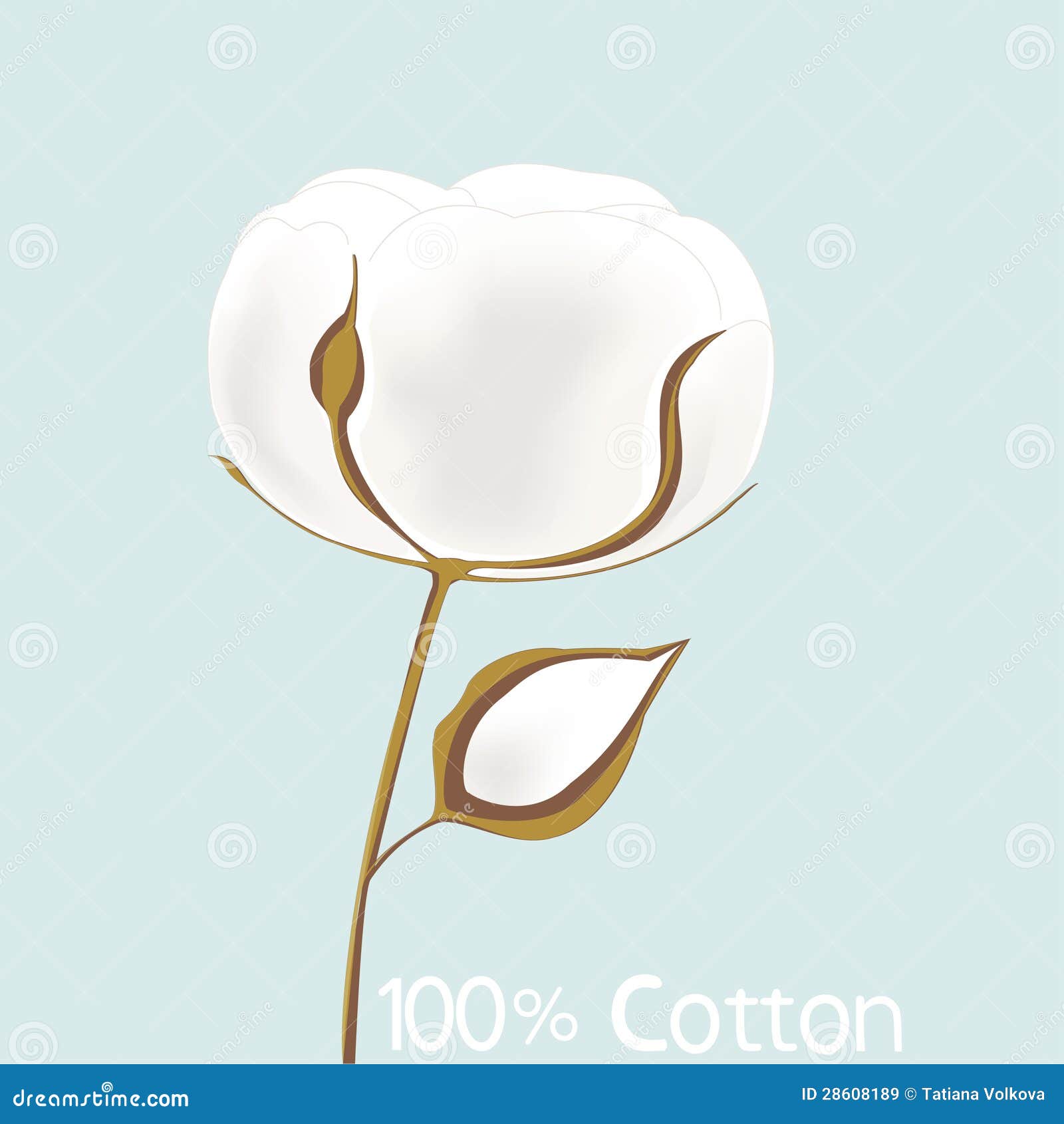 Cotton stock vector. Illustration of leaf, boll, branch - 28608189