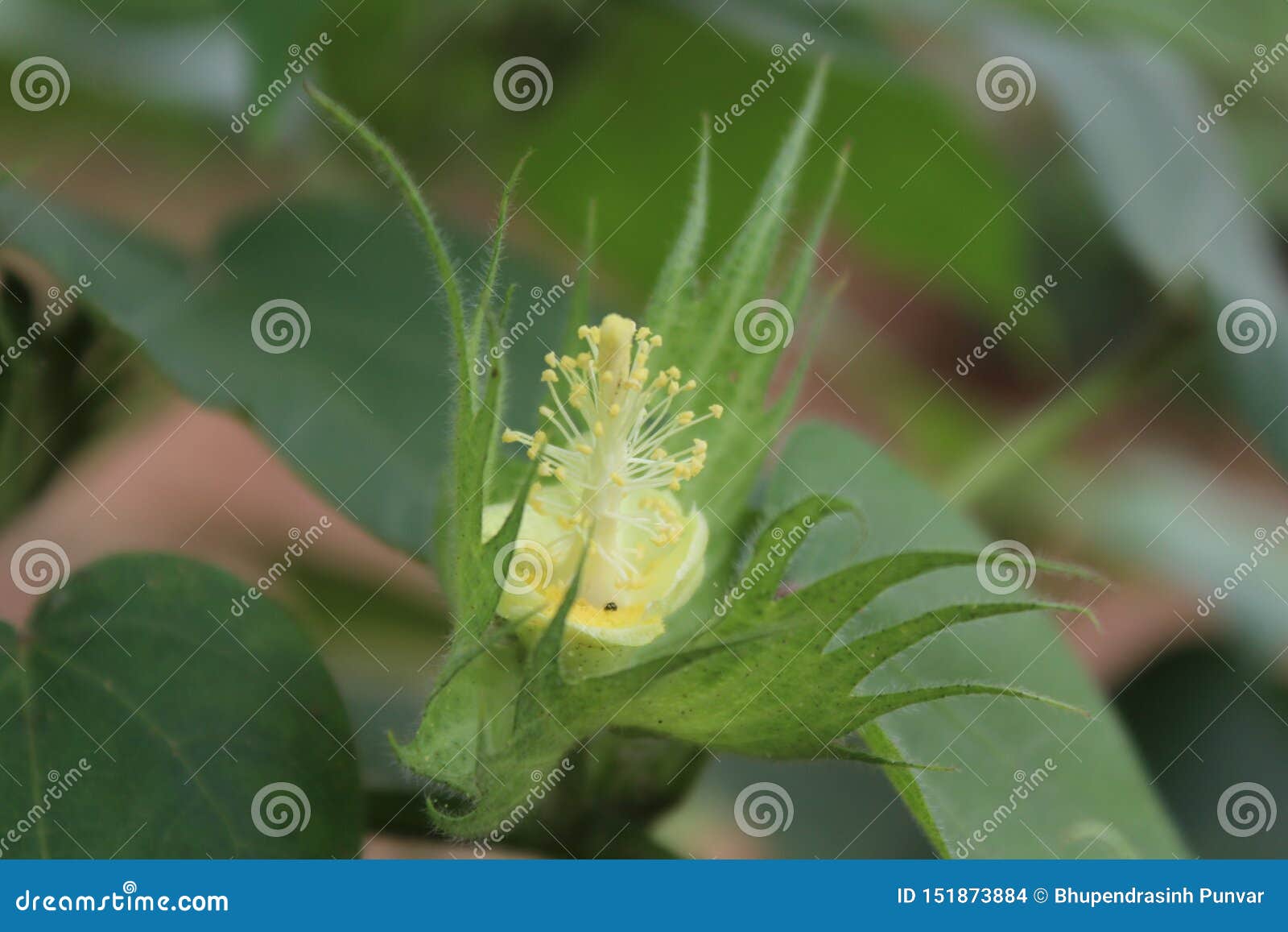Cotton Anthers stock photo. Image of morphology, plant 151873884