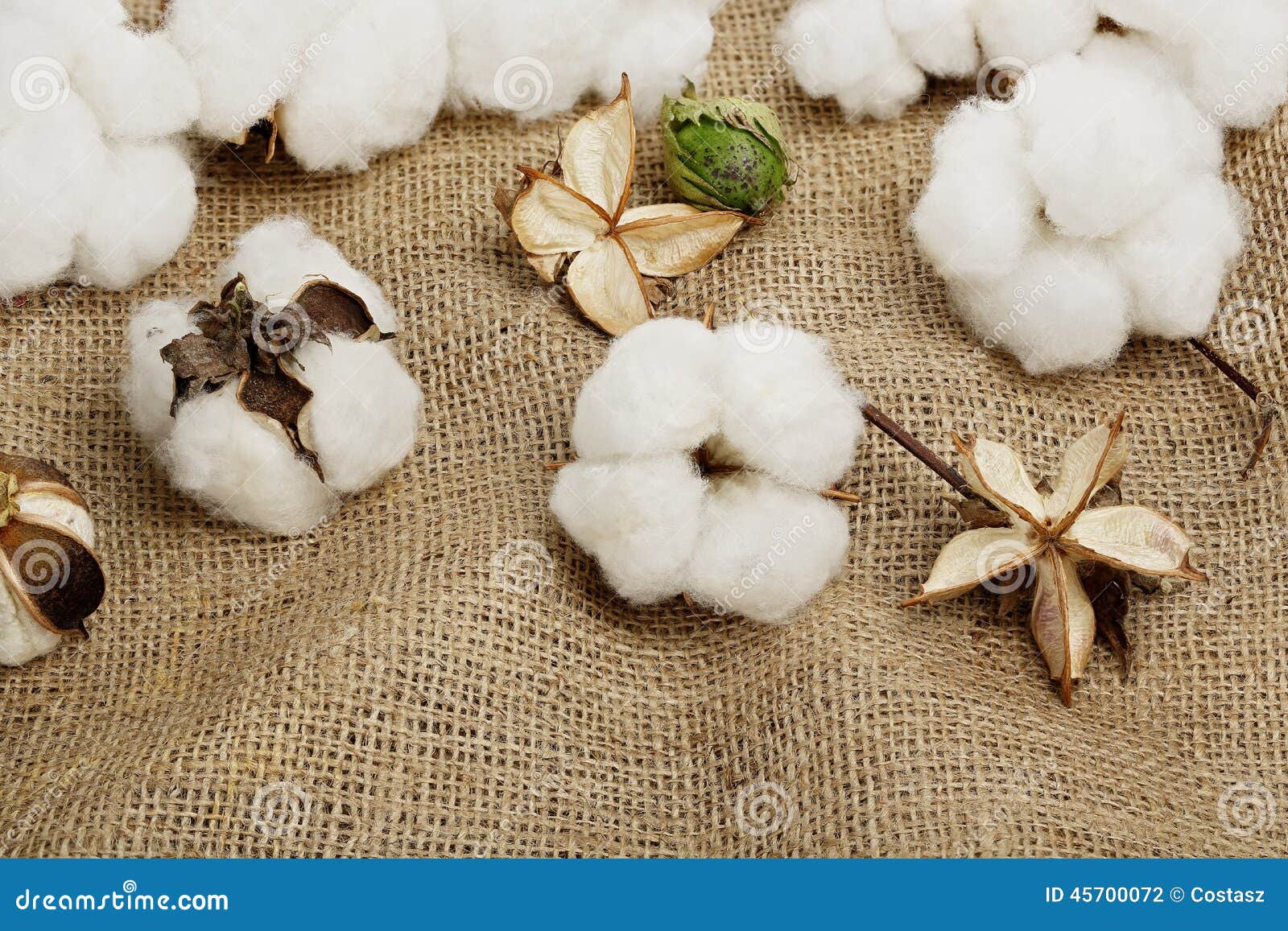 Cotton balls stock photo. Image of harvest, detail, closeup 45700072