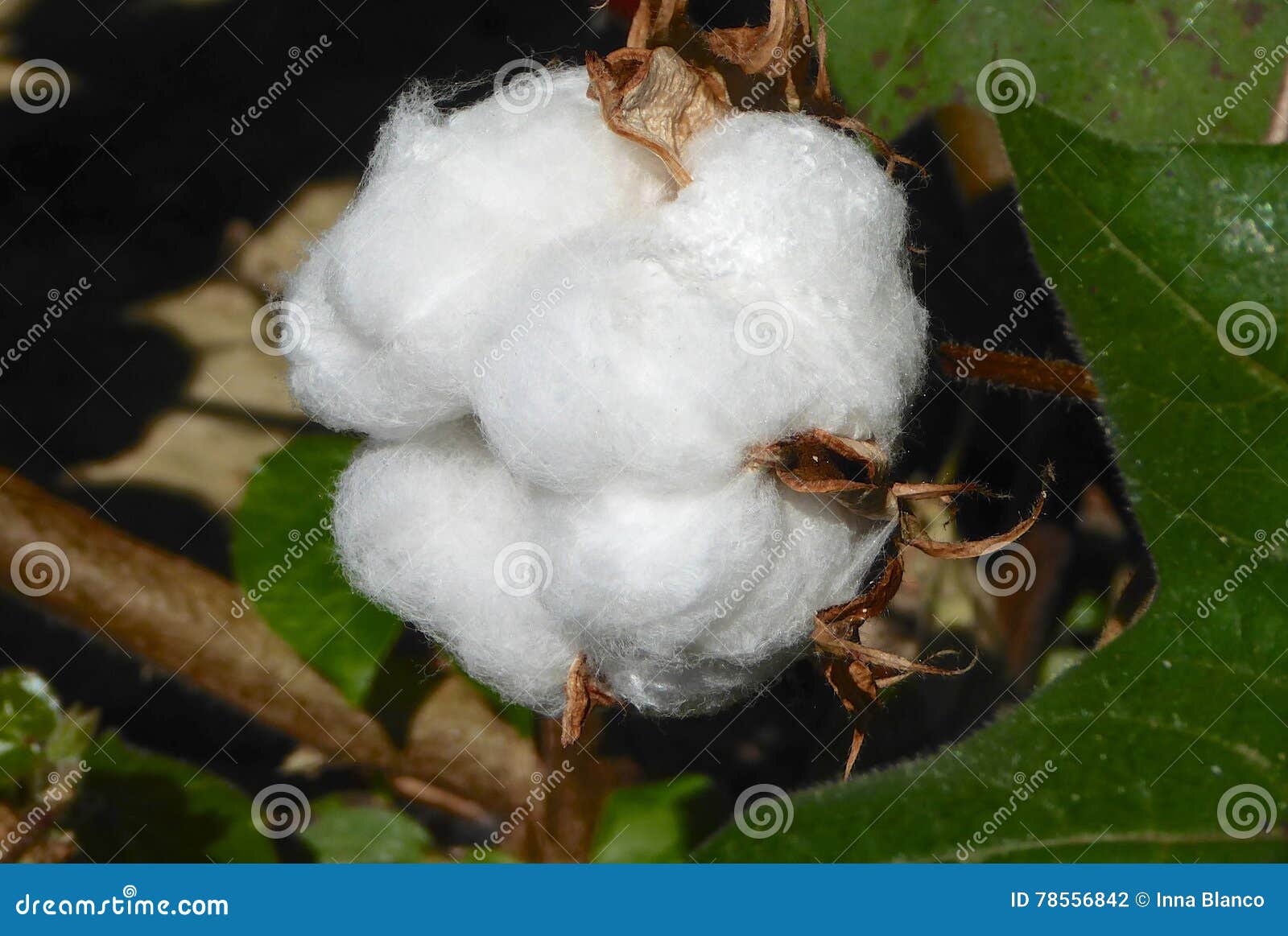 cotton balls on the plant ready to be harvested