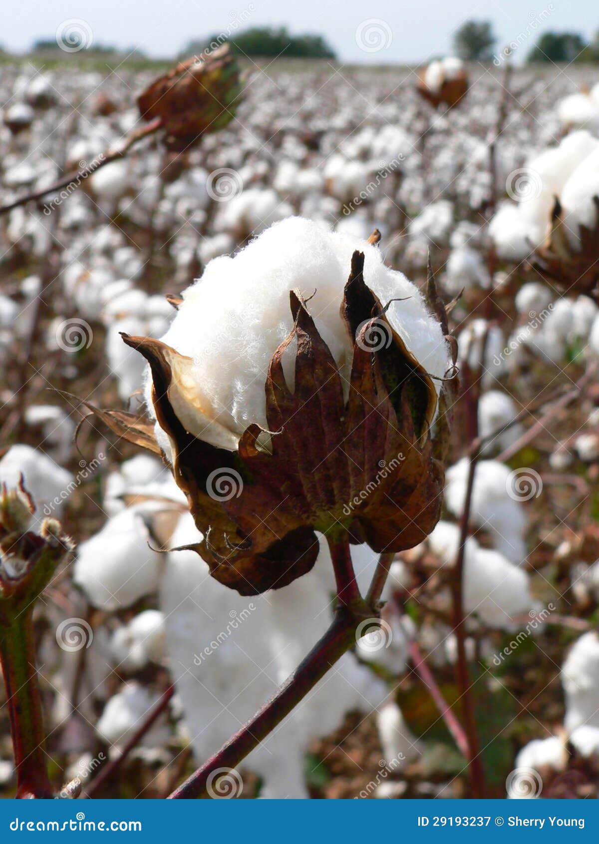 Cotton Boll 2 stock image. Image of field, south, clothing 29193237
