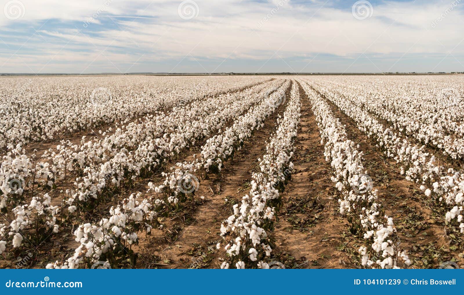 cotton boll farm field texas plantation agriculture cash crop