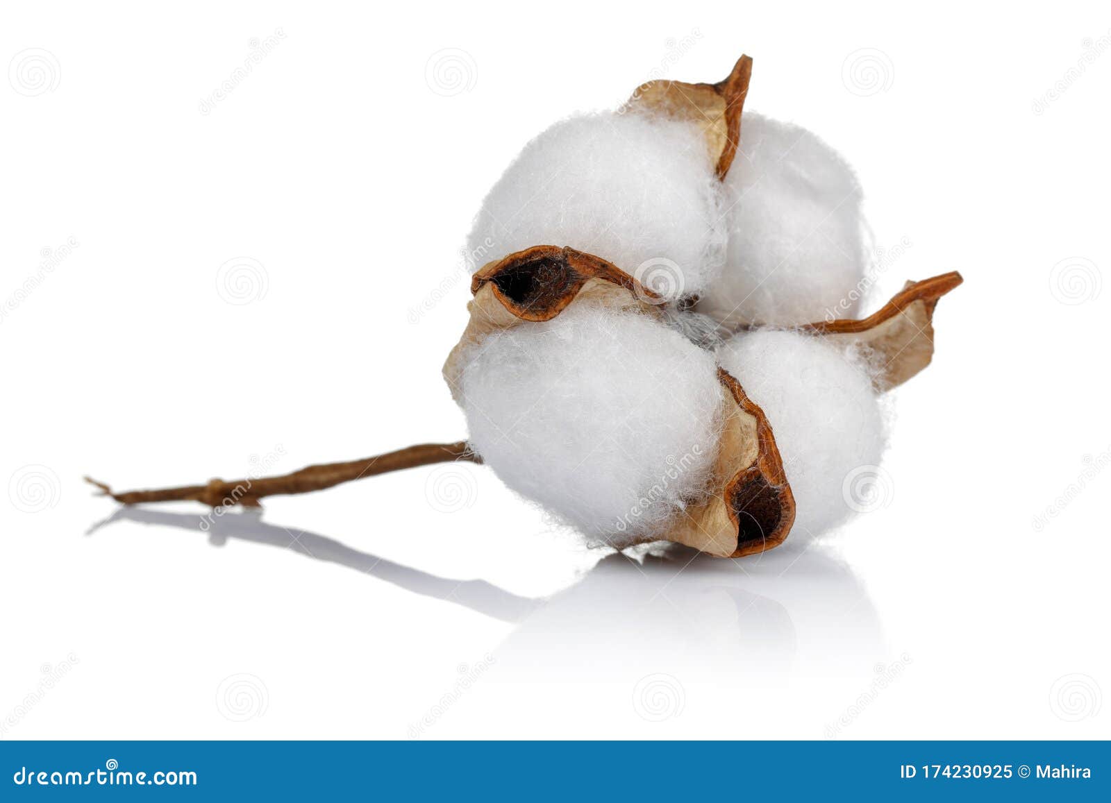 Cotton Boll Isolated on White Background Stock Image Image of