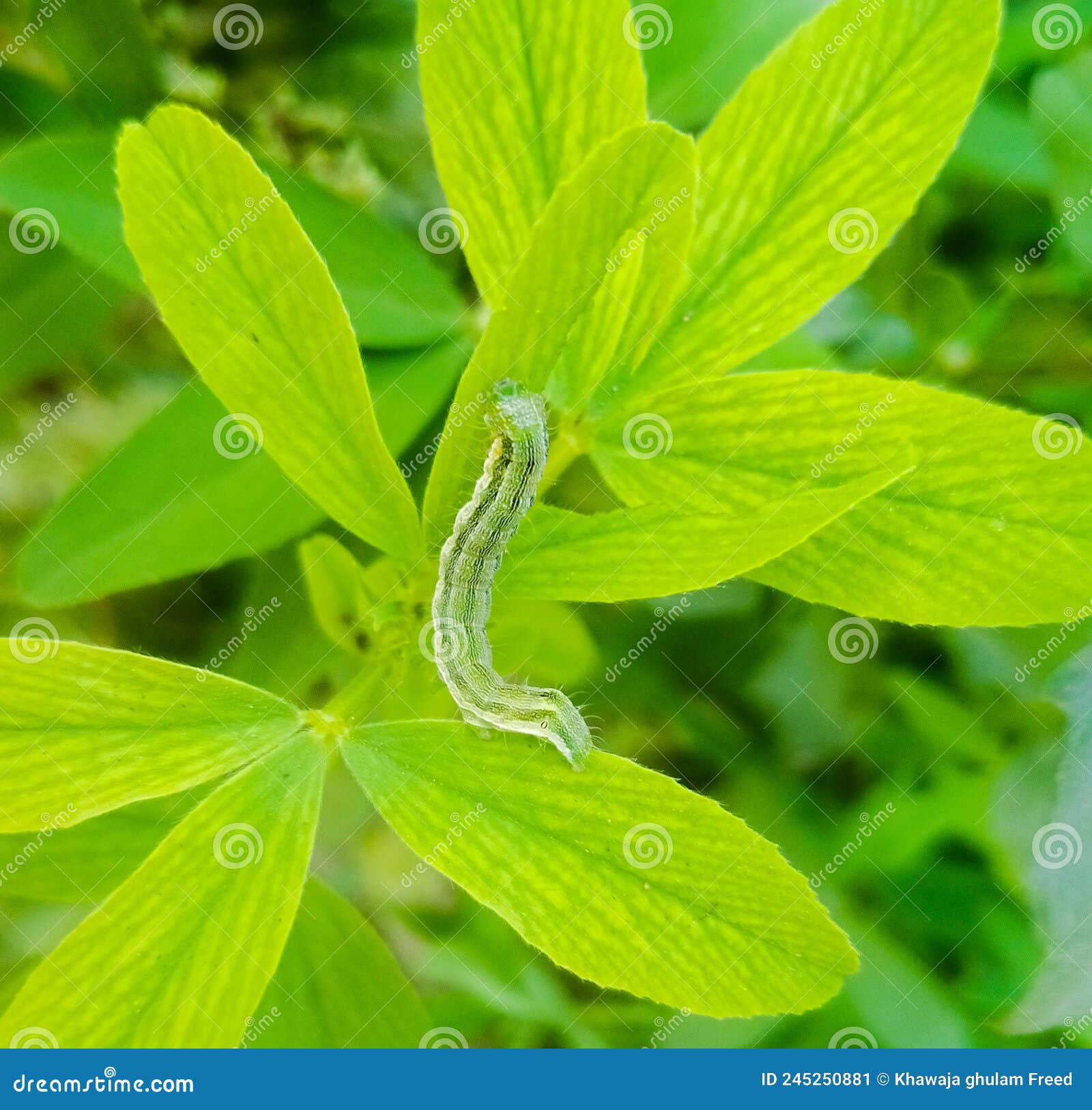 The Cotton Bollworm, Corn Earworm, or Old World Bollworm is a Moth