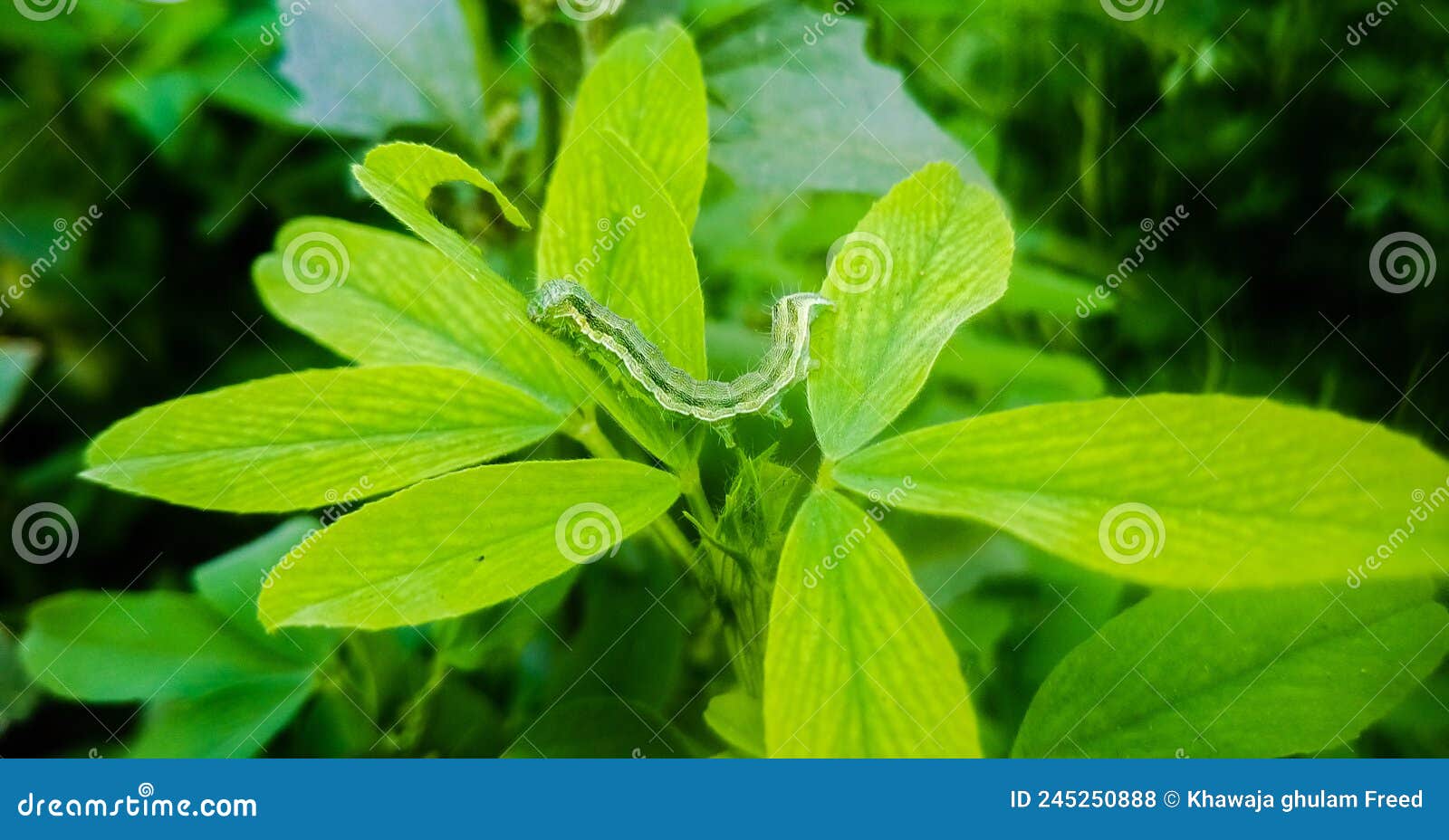The Cotton Bollworm, Corn Earworm, or Old World Bollworm is a Moth