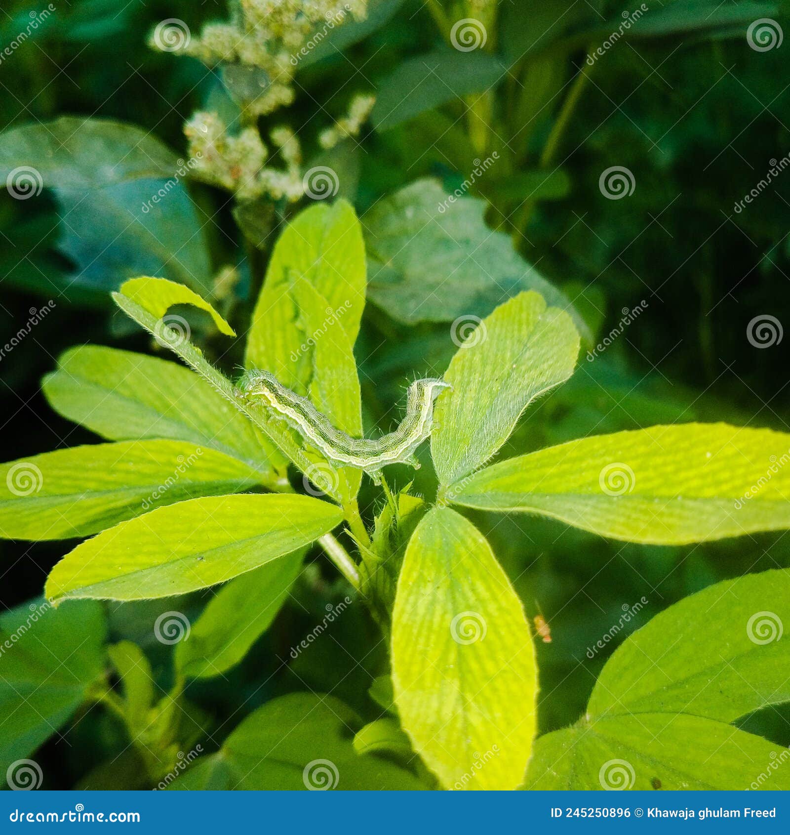 The Cotton Bollworm, Corn Earworm, or Old World Bollworm is a Moth
