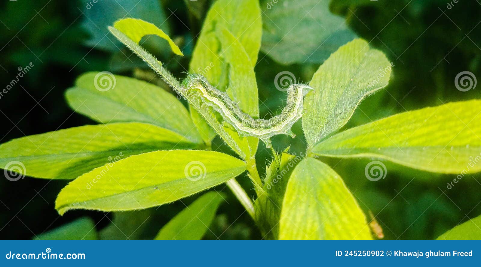 The Cotton Bollworm, Corn Earworm, or Old World Bollworm is a Moth