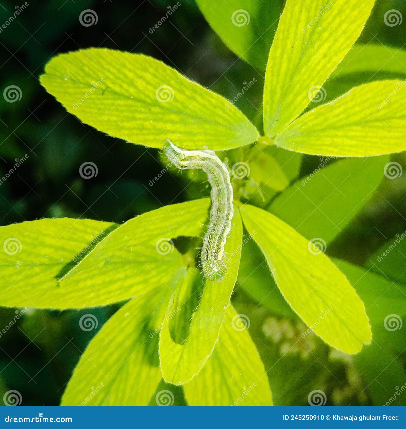 The Cotton Bollworm, Corn Earworm, or Old World Bollworm is a Moth