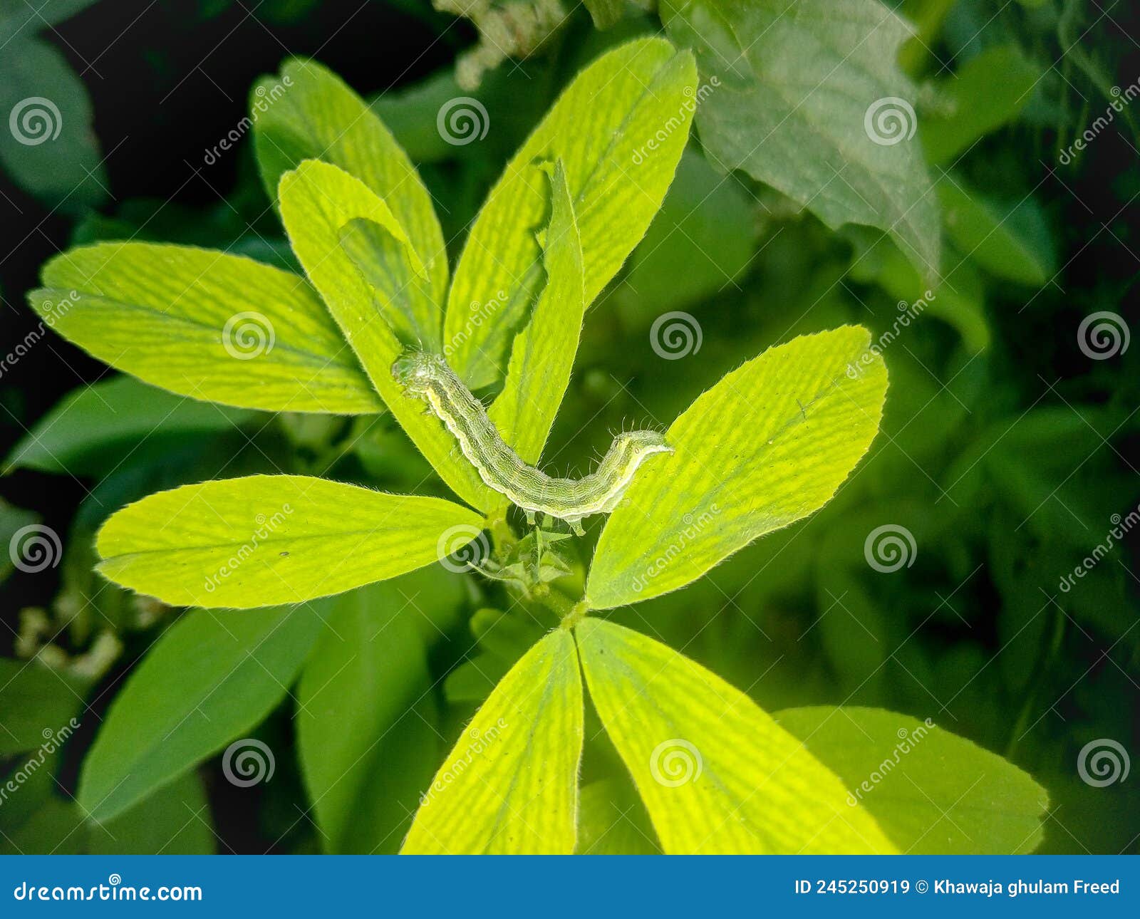 The Cotton Bollworm, Corn Earworm, or Old World Bollworm is a Moth