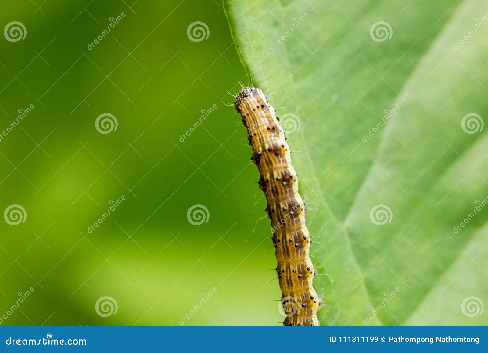 Cotton Bollworm on the Leaves Stock Image Image of dark, brown 111311199