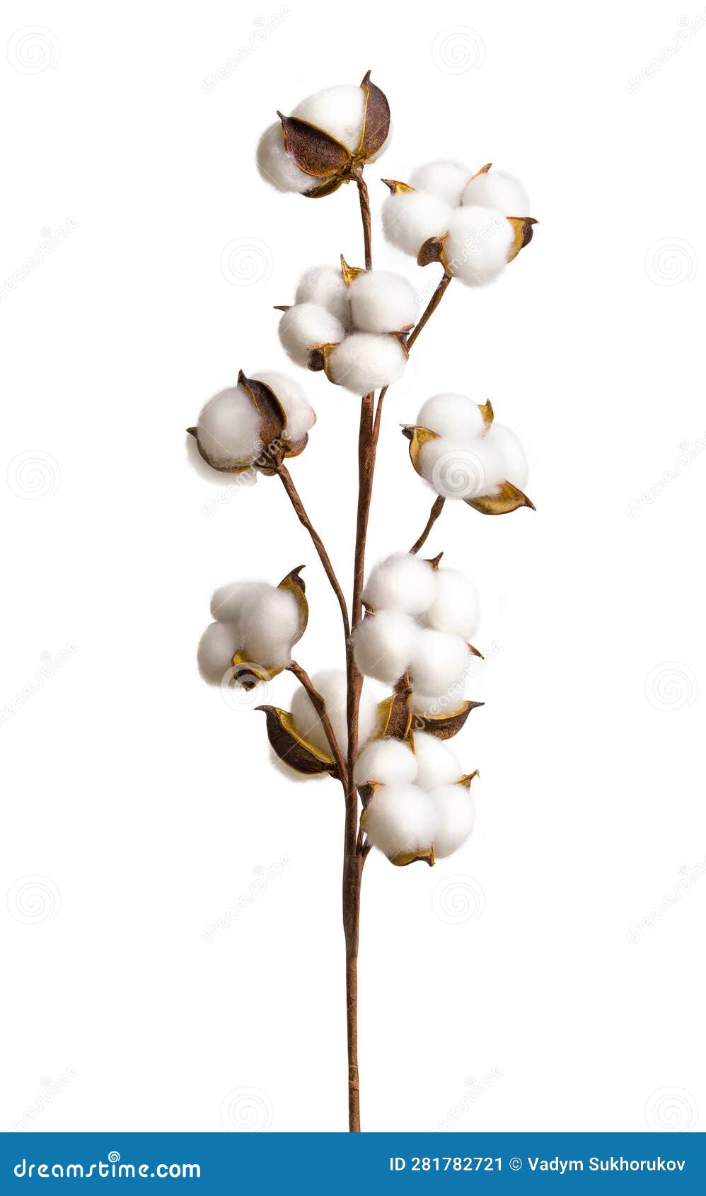 Cotton Branch on White Background. White Cotton Flowers Stock Image