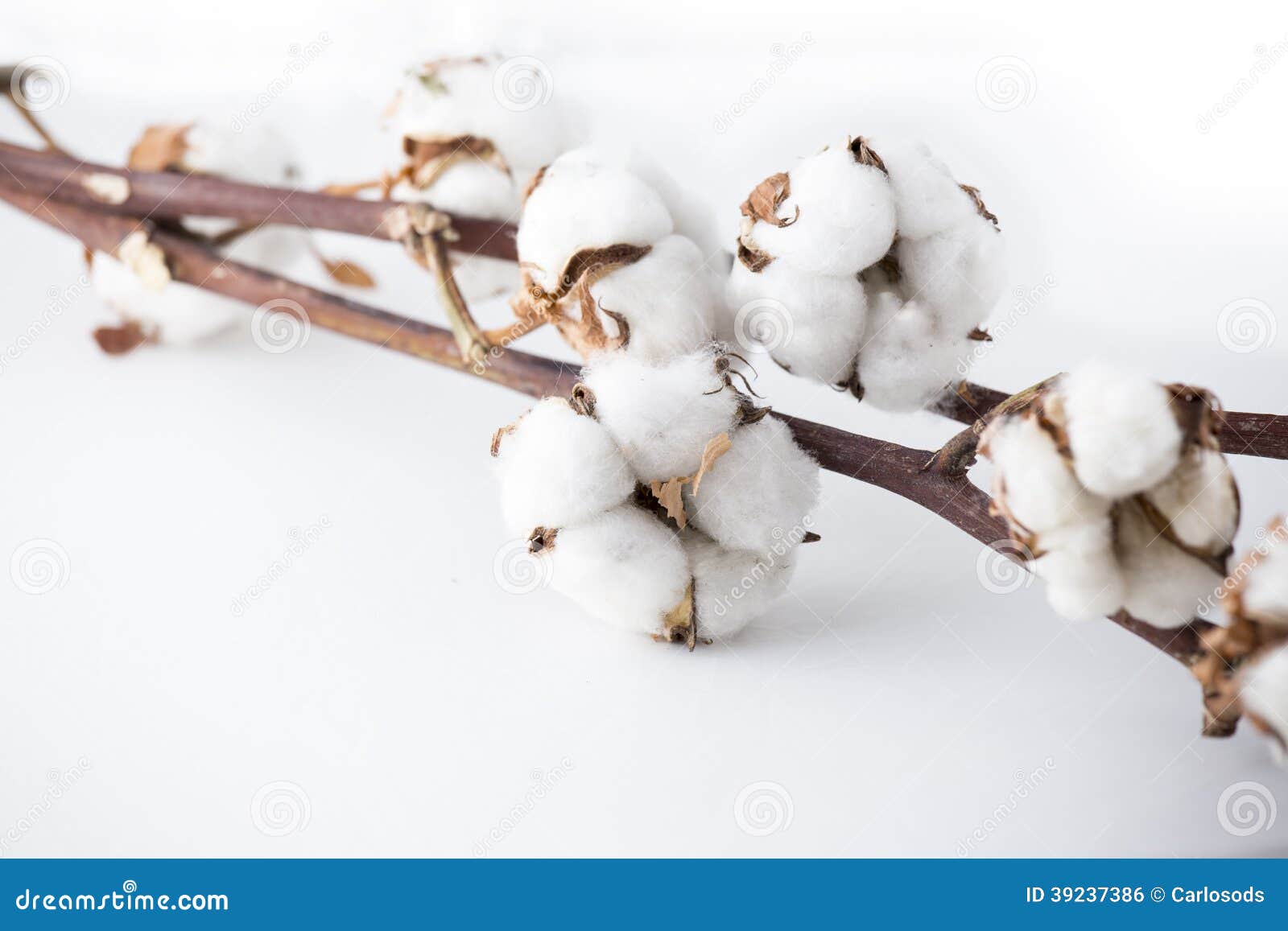 Cotton branches stock photo. Image of background, nature 39237386