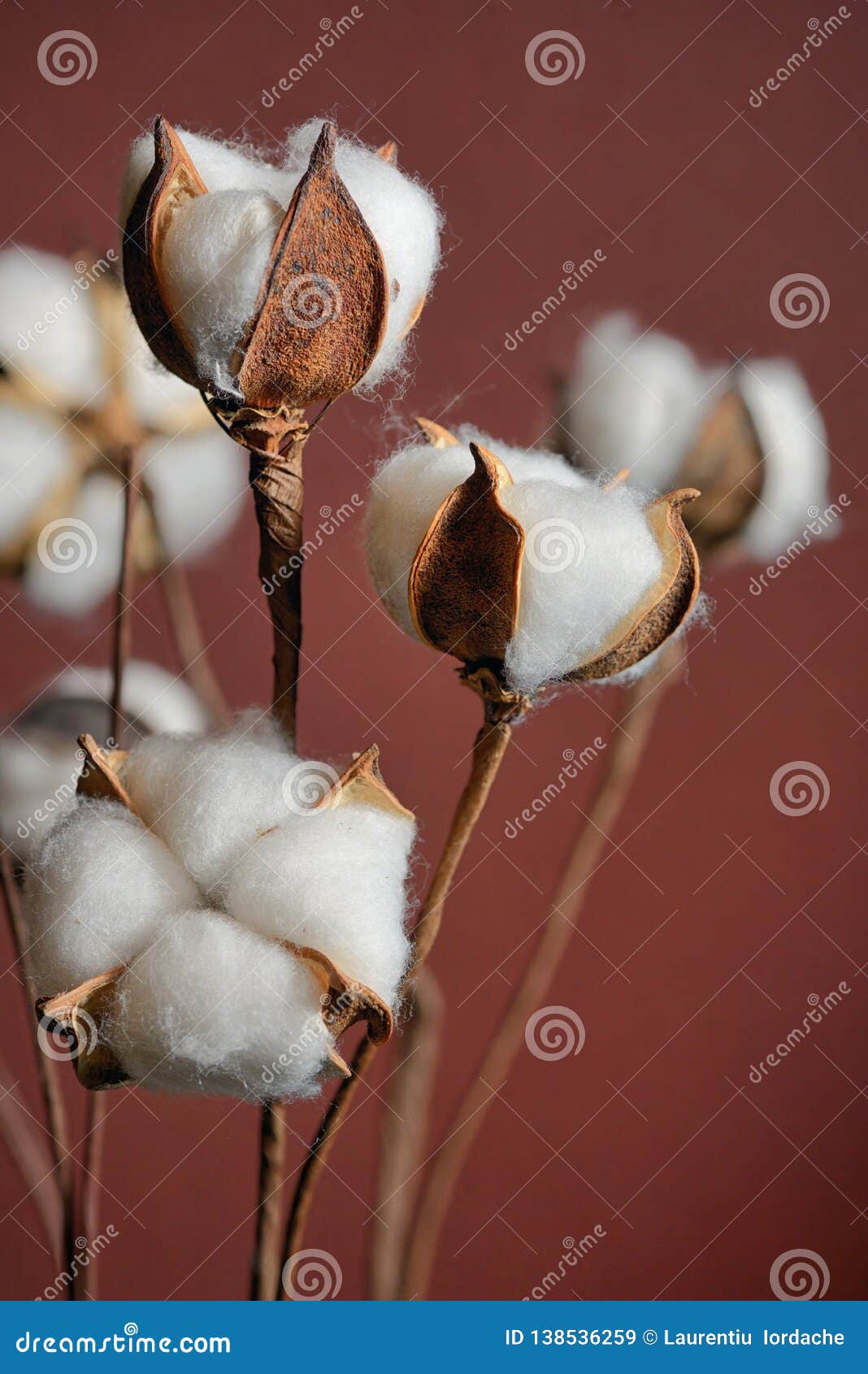 Cotton branches in vase stock image. Image of creative 138536259