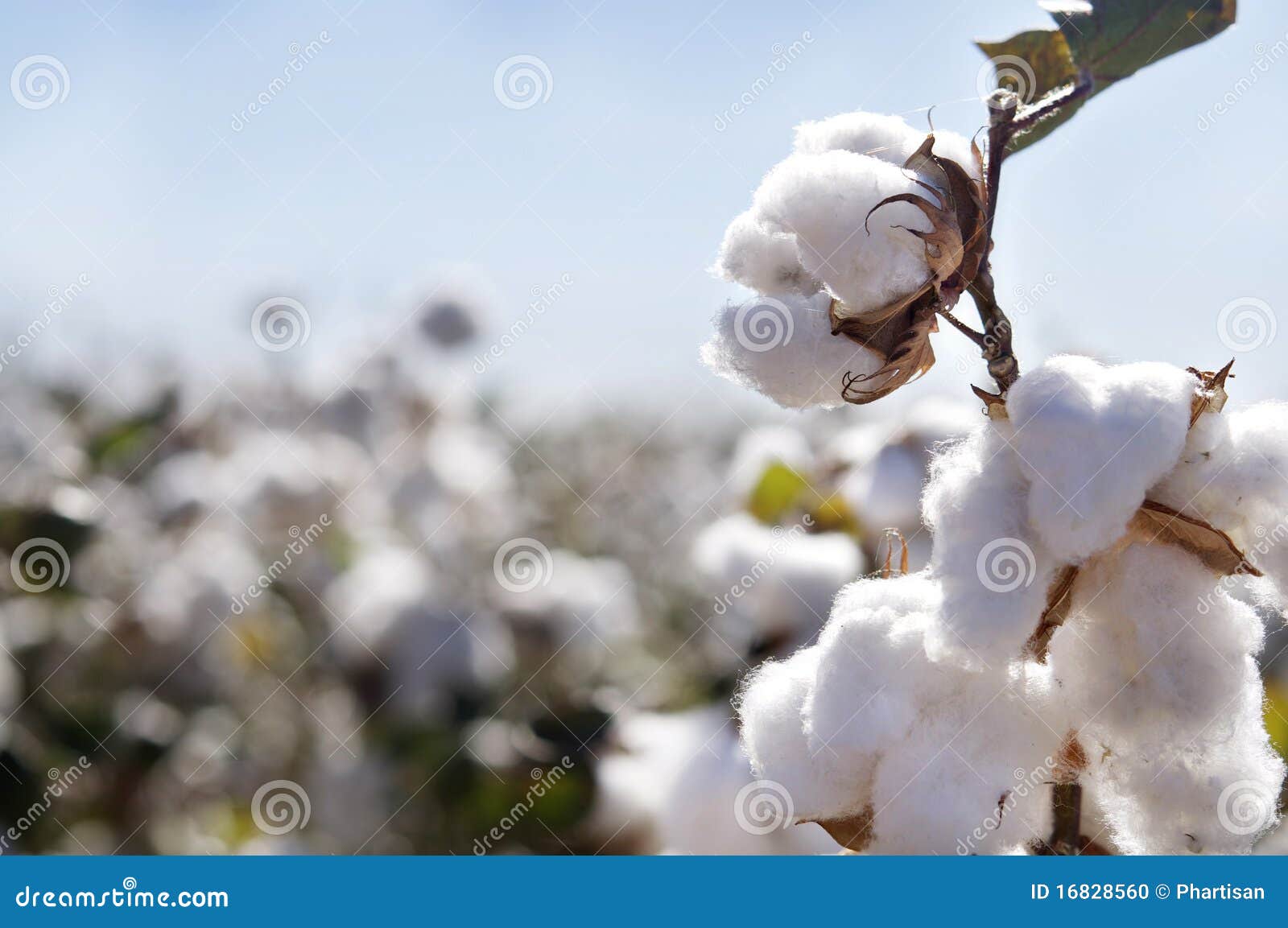 cotton bud in field