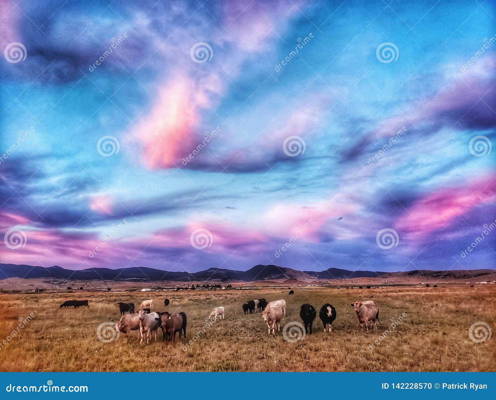 cotton candy and cows in pasture in montana