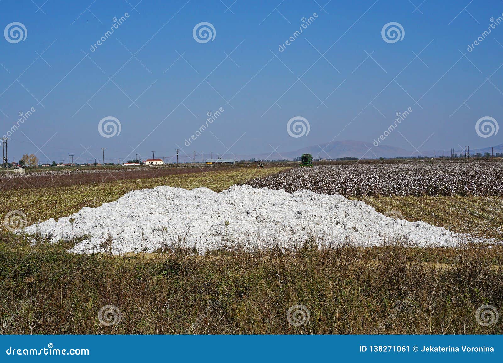 Cotton Crop in the Central Plain of Greece Stock Image Image of