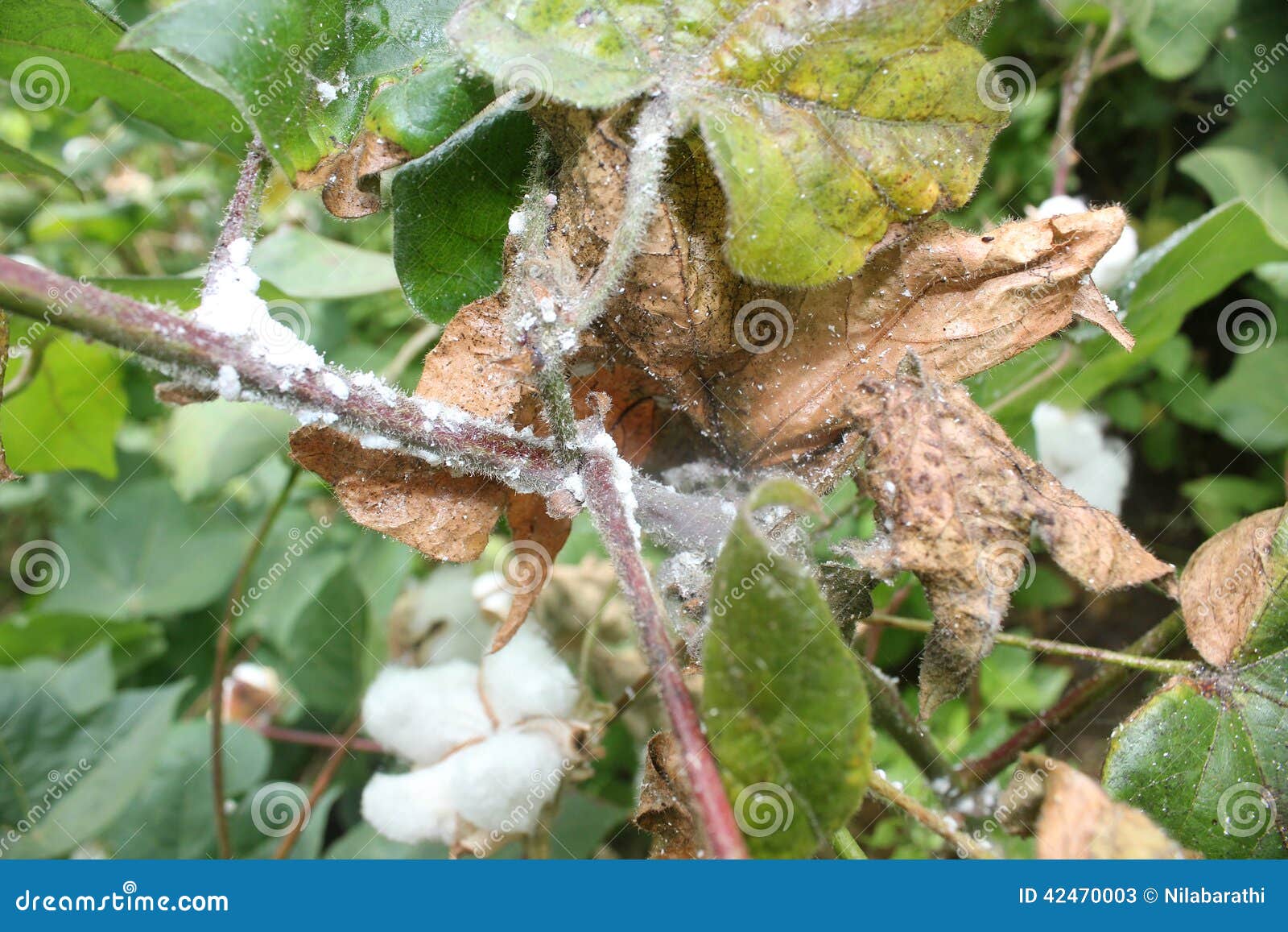 Cotton Diseases Stock Photo Image 42470003