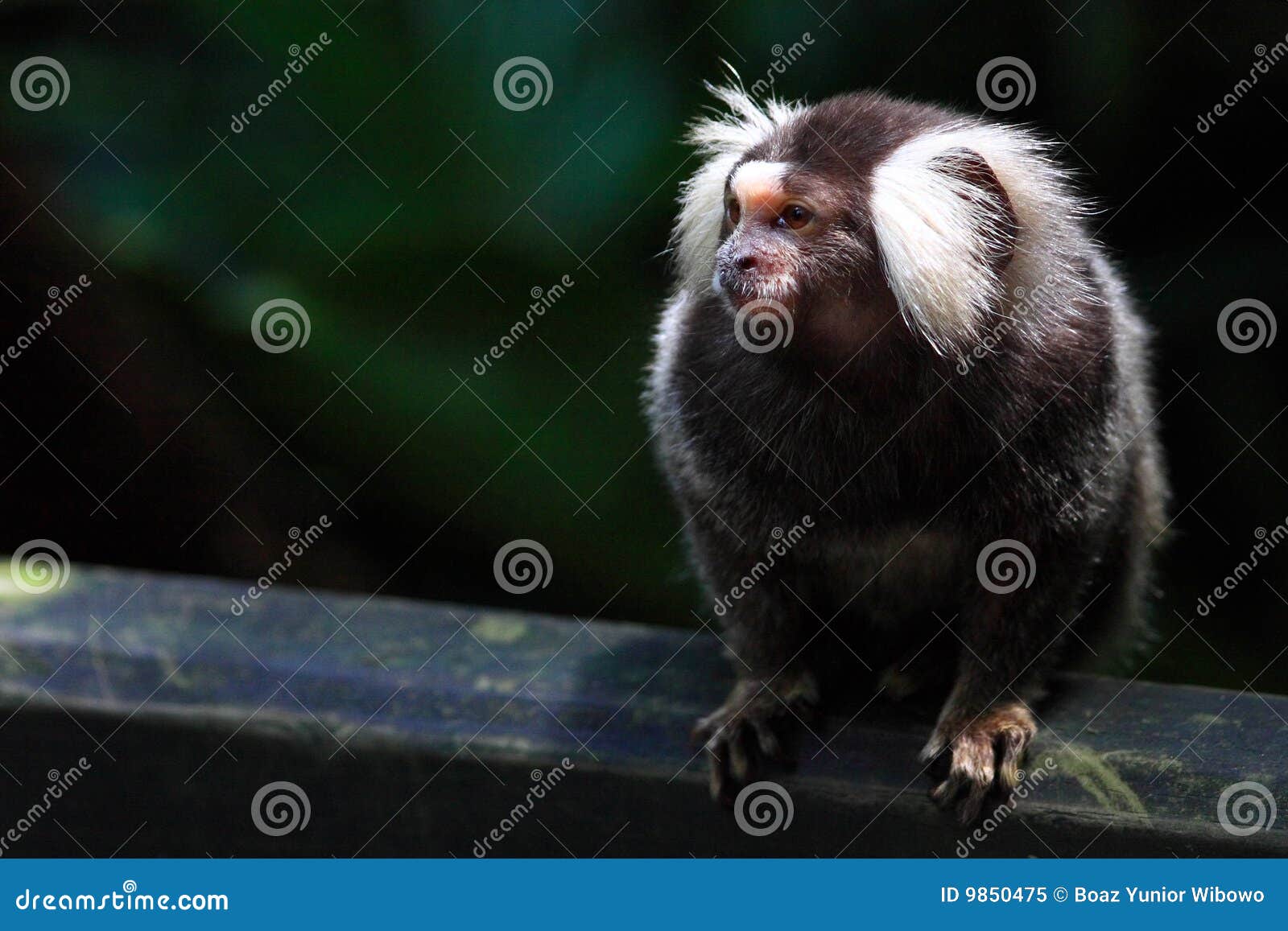 Cotton Eared Marmoset stock image. Image of animal, shot 9850475