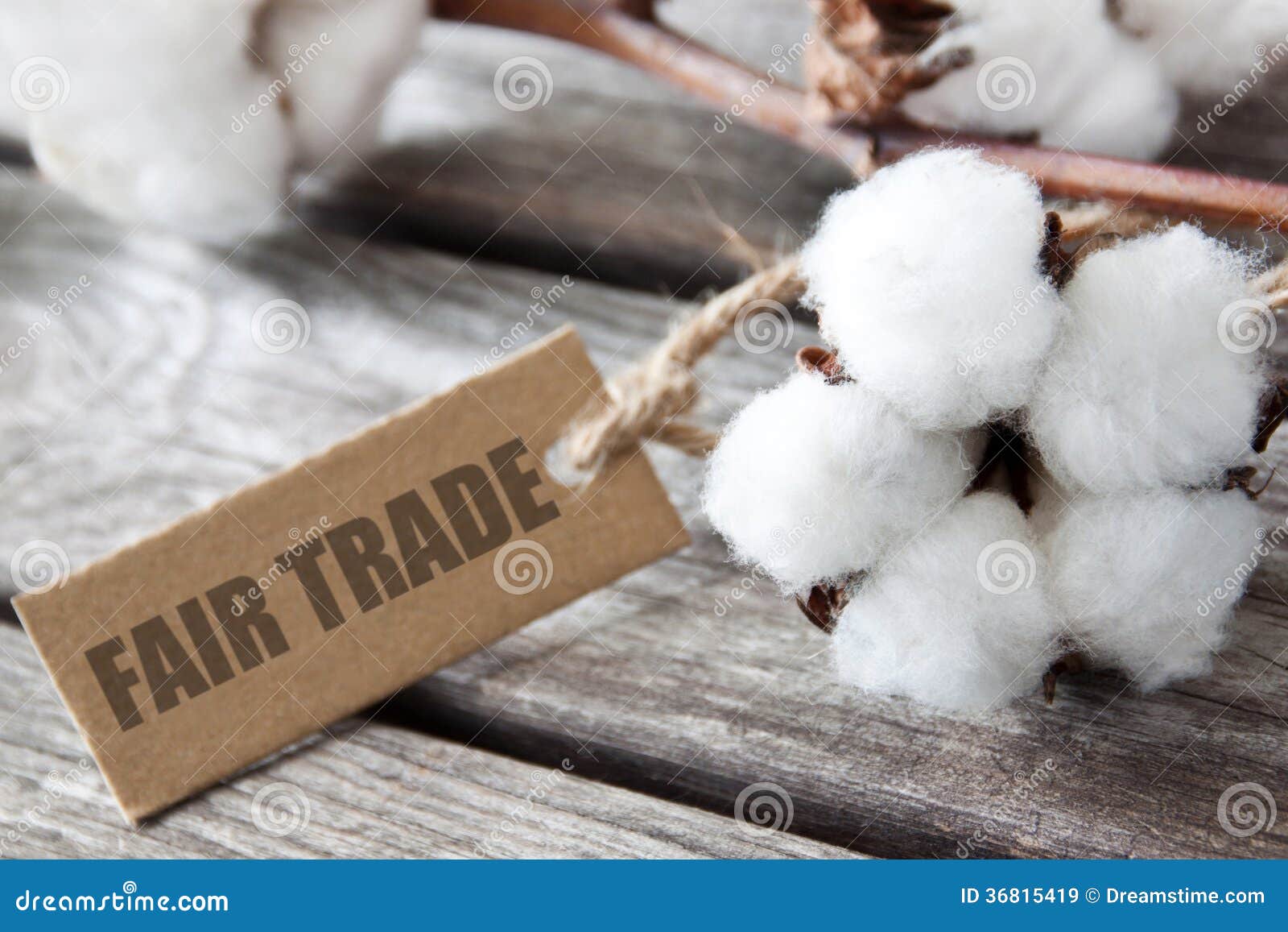 Cotton Fair trade stock image. Image of environment 36815419