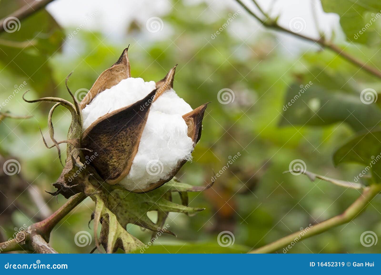 cotton in farm