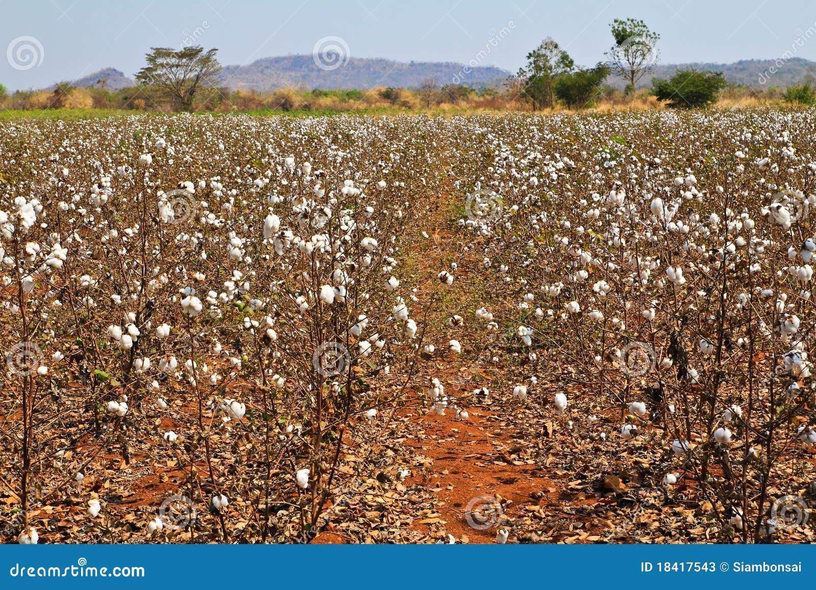 Cotton farms stock image. Image of white, cotton, farm 18417543