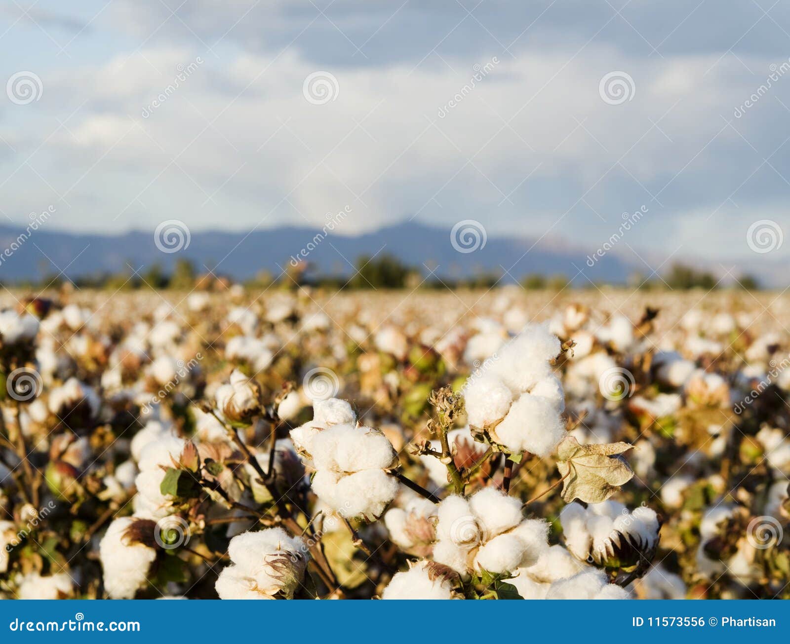 cotton field