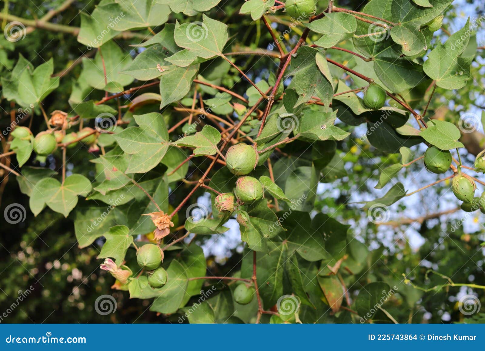 Cotton Field, Close Up of Cotton Balls and Plant Stock Photo Image of