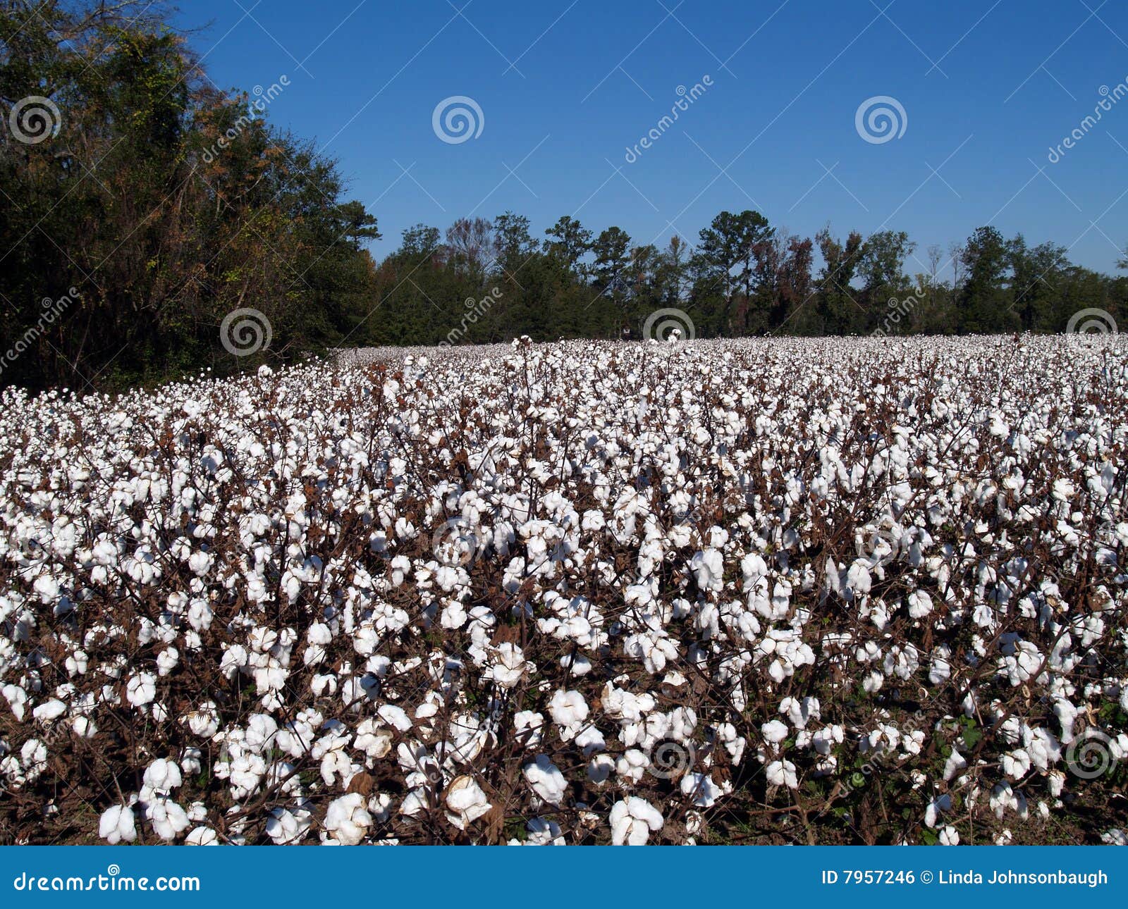 Cotton Field in stock photo. Image of plant, industry 7957246