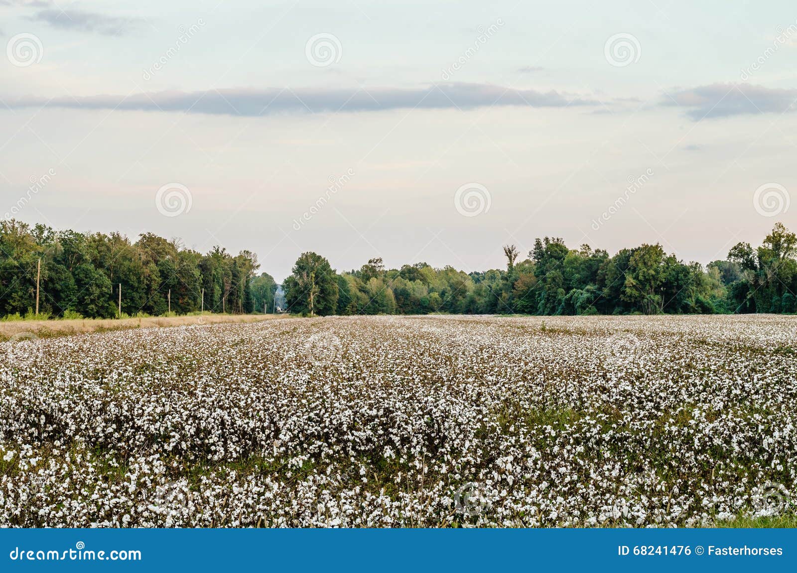63,107 Cotton Field Royalty-Free Photos and Stock Images