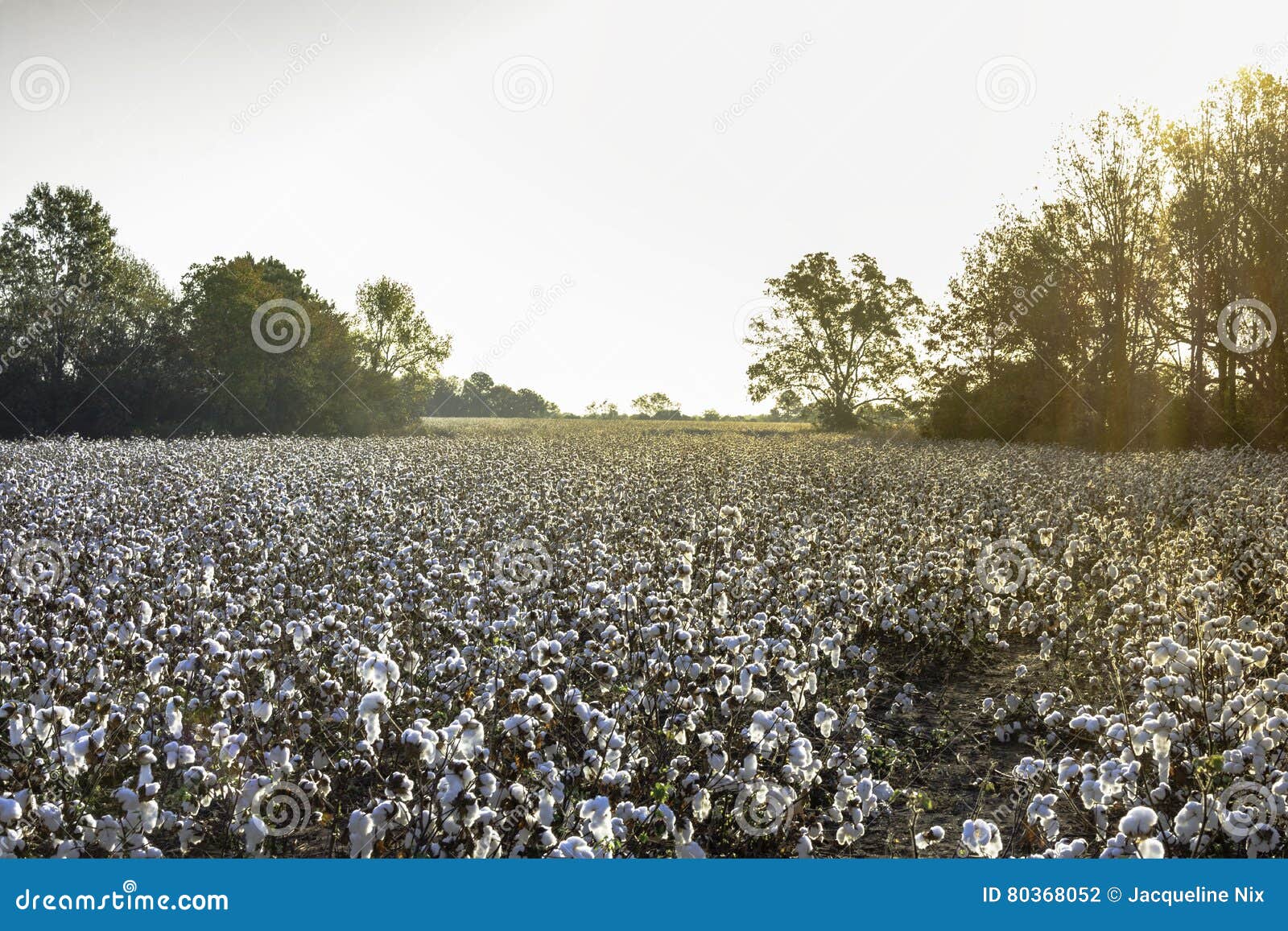Cotton field at sunrise stock photo. Image of louisiana 80368052